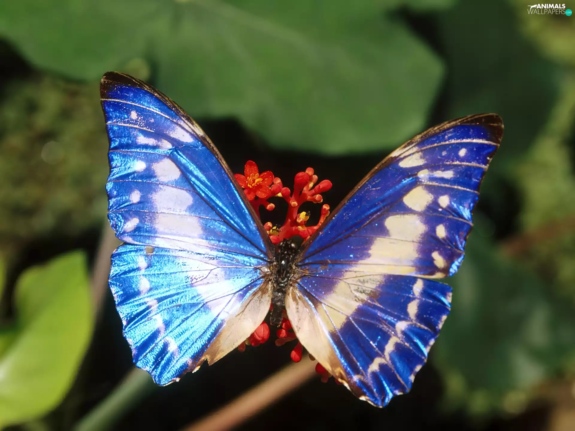 butterfly, blue