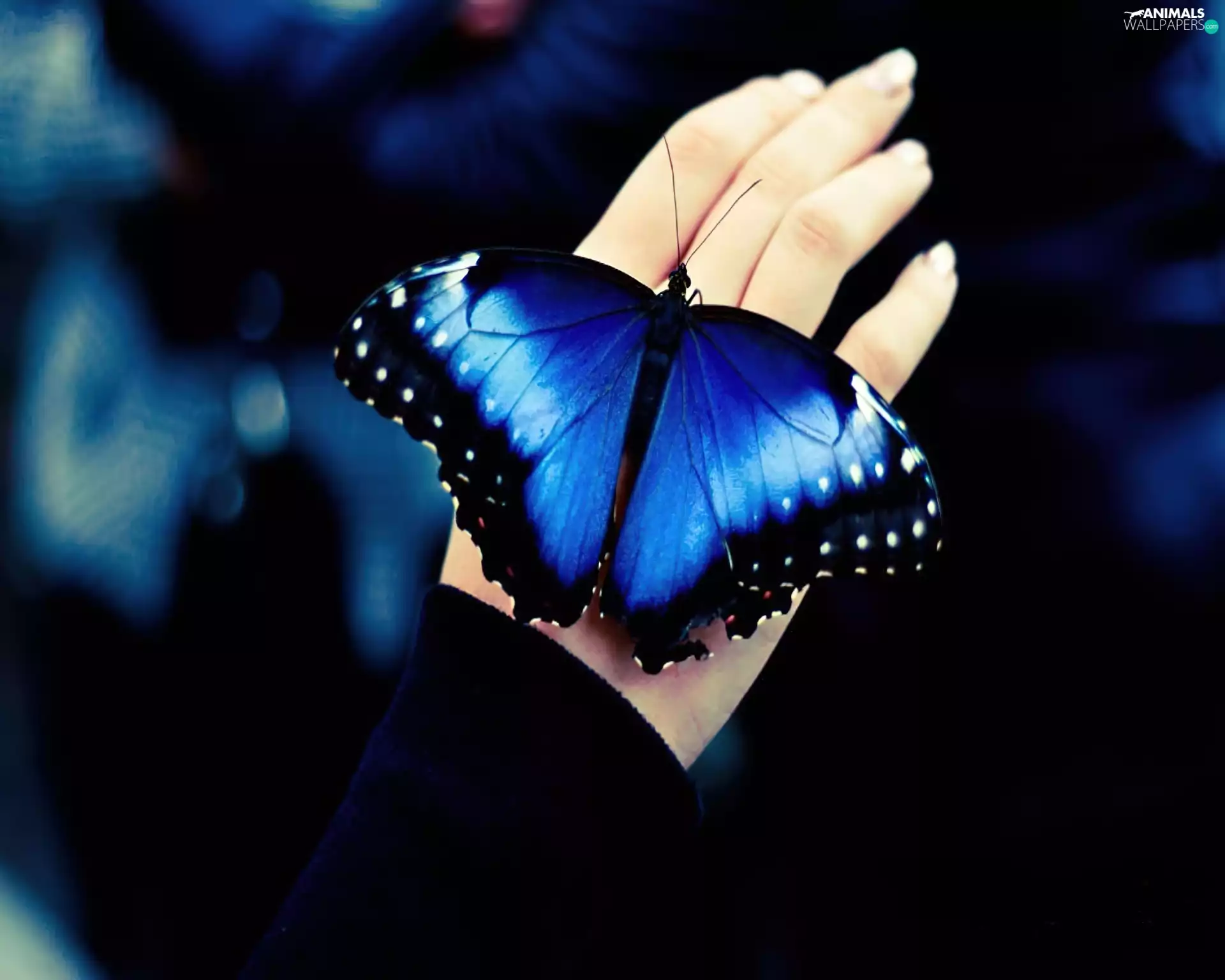 butterfly, hand, blue