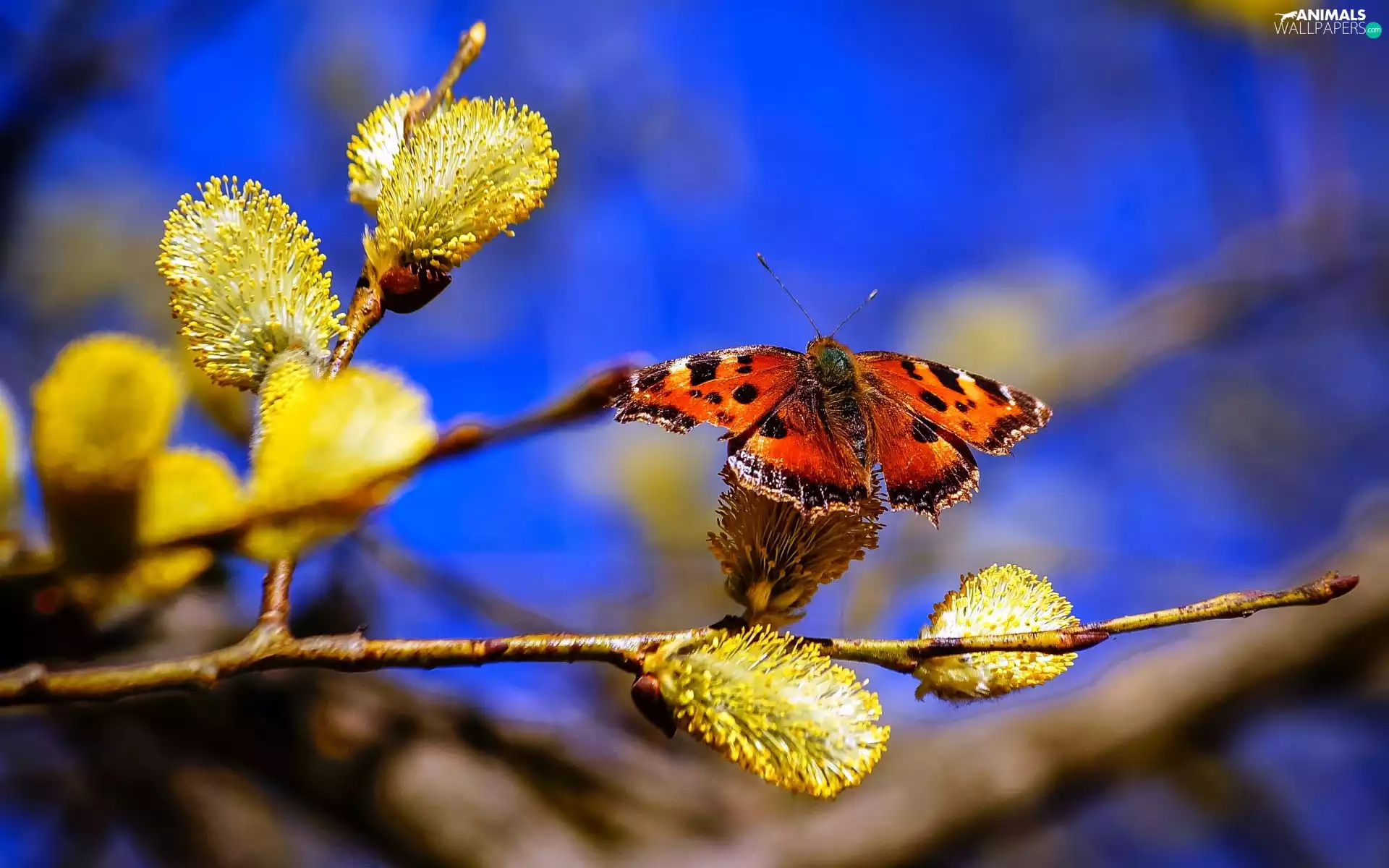 Beatyfull, butterfly, branch, database, Willow