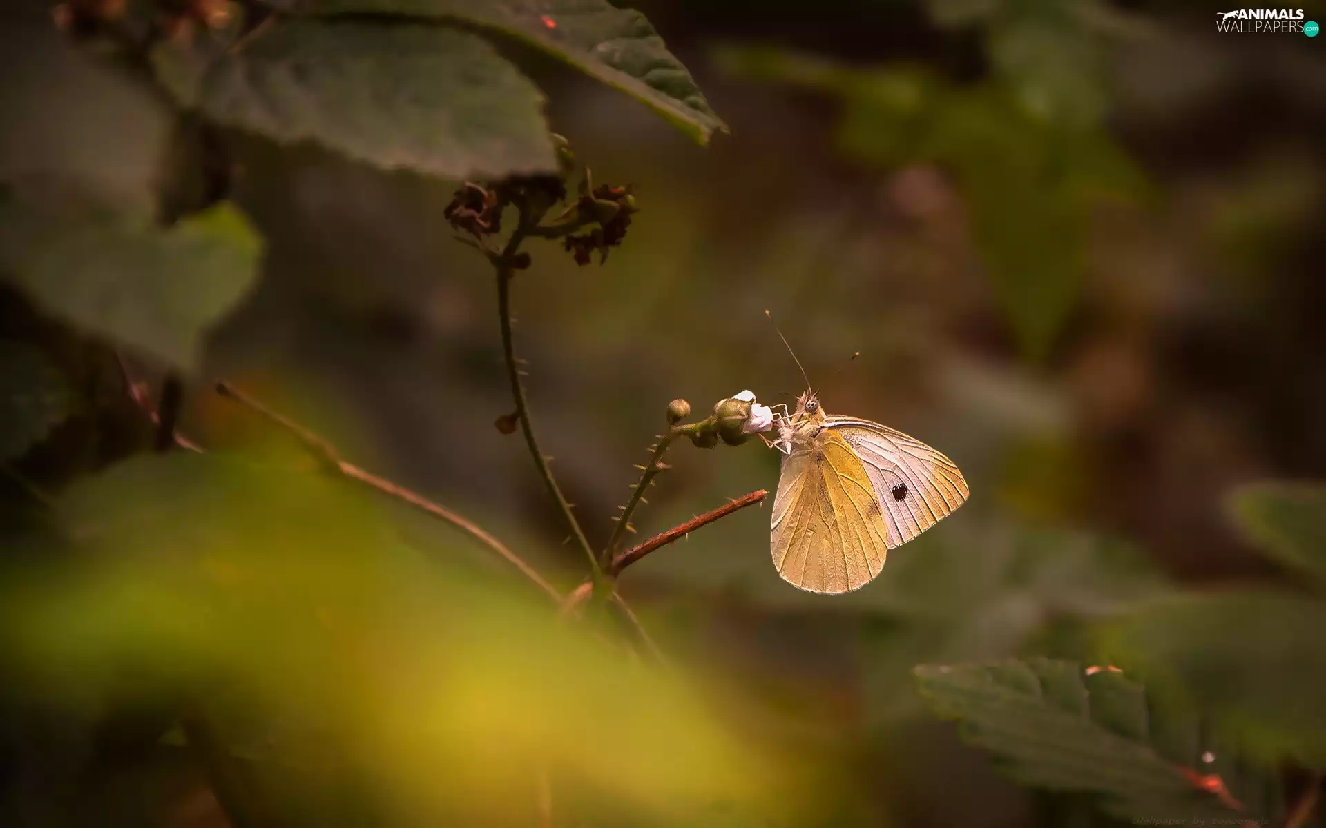 butterfly, Cabbage Butterfly