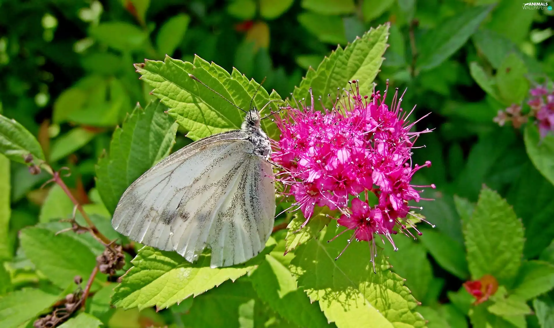 Bush, butterfly, Cabbage, Physocarpus Opulifolius