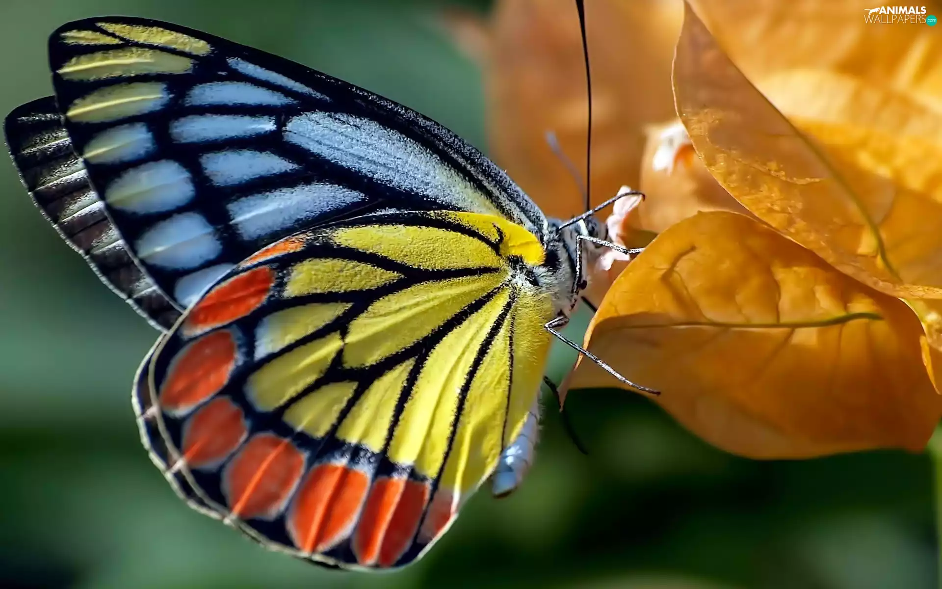 color, leaf, autumn, butterfly