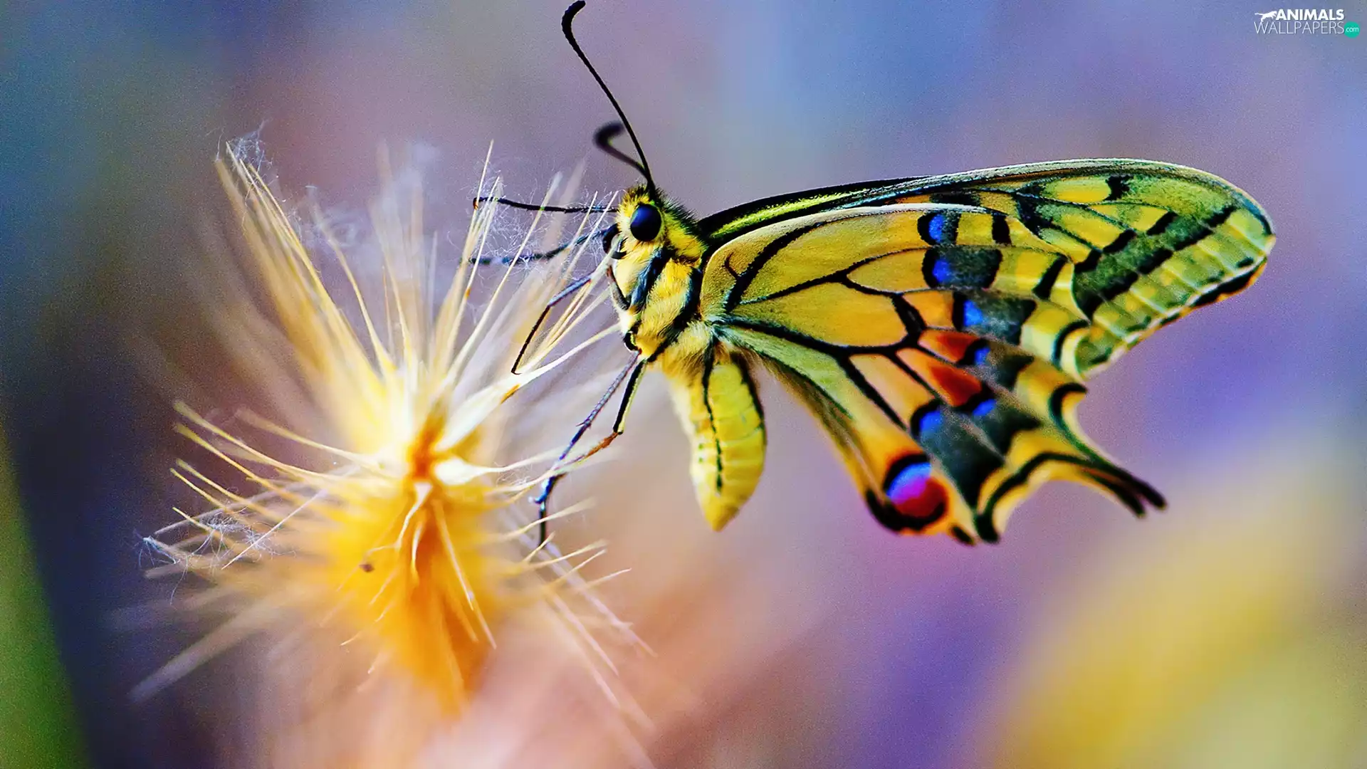 butterfly, Beatyfull, color