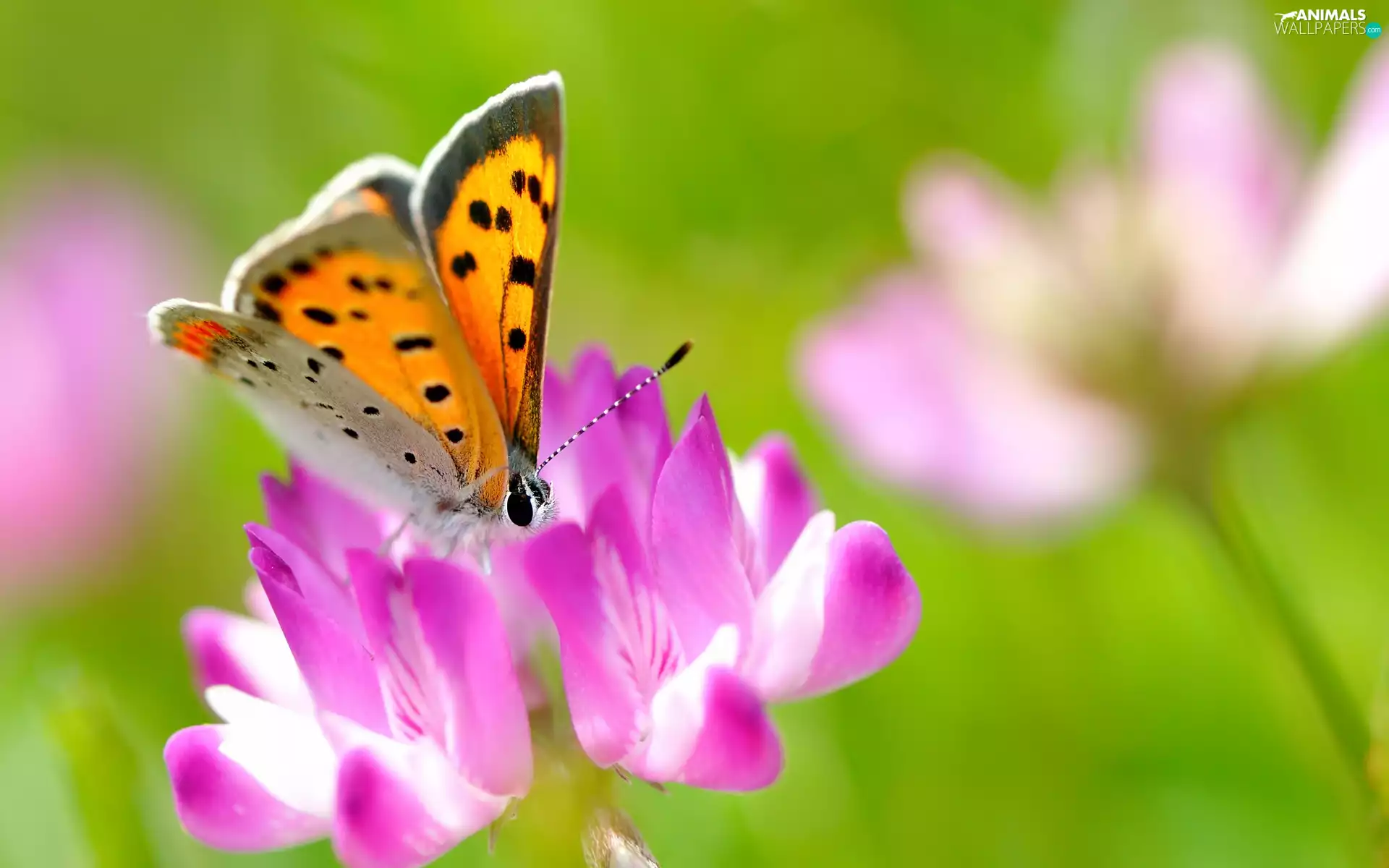 Colourfull Flowers, Insect, butterfly
