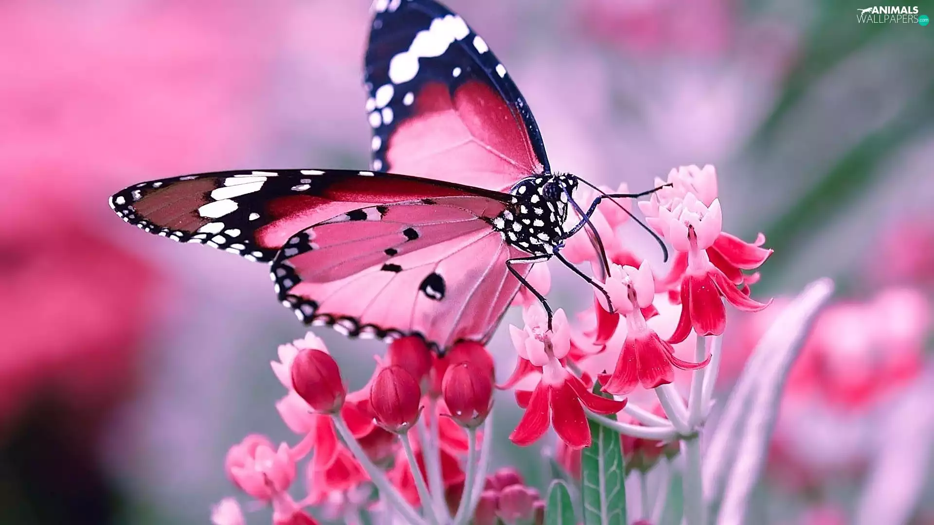 Colourfull Flowers, Red, butterfly