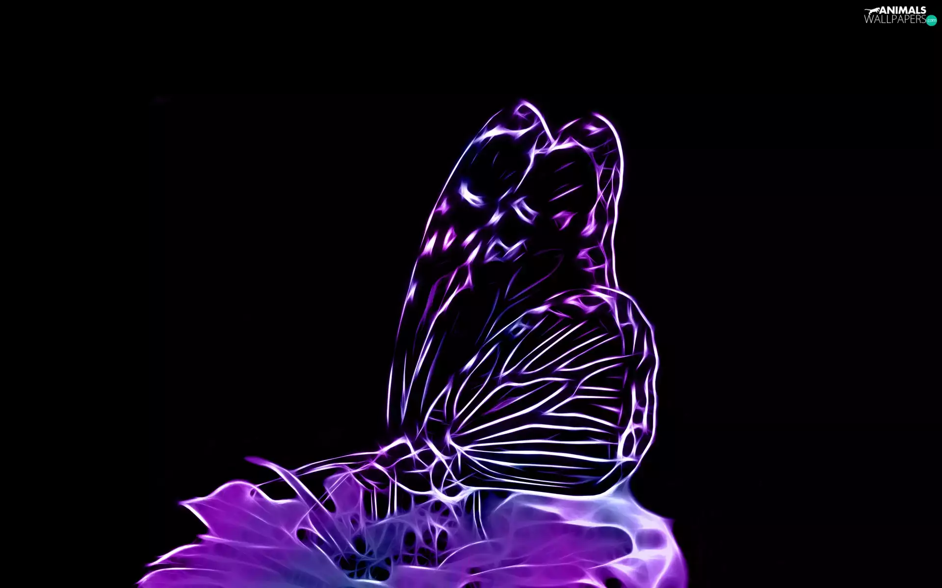 Colourfull Flowers, Violet, butterfly