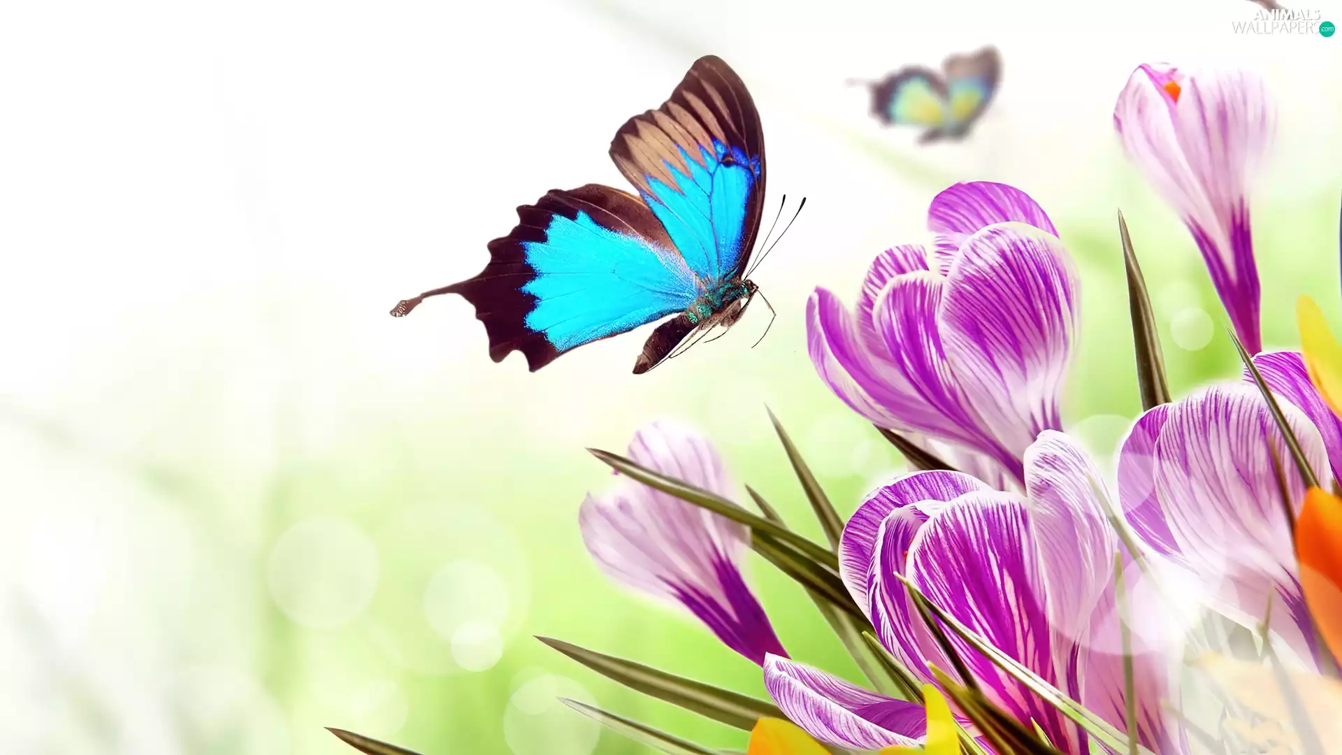 butterfly, Flowers, crocuses