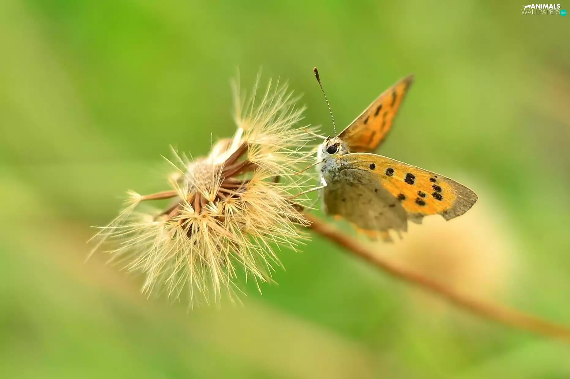 butterfly, Common Dandelion