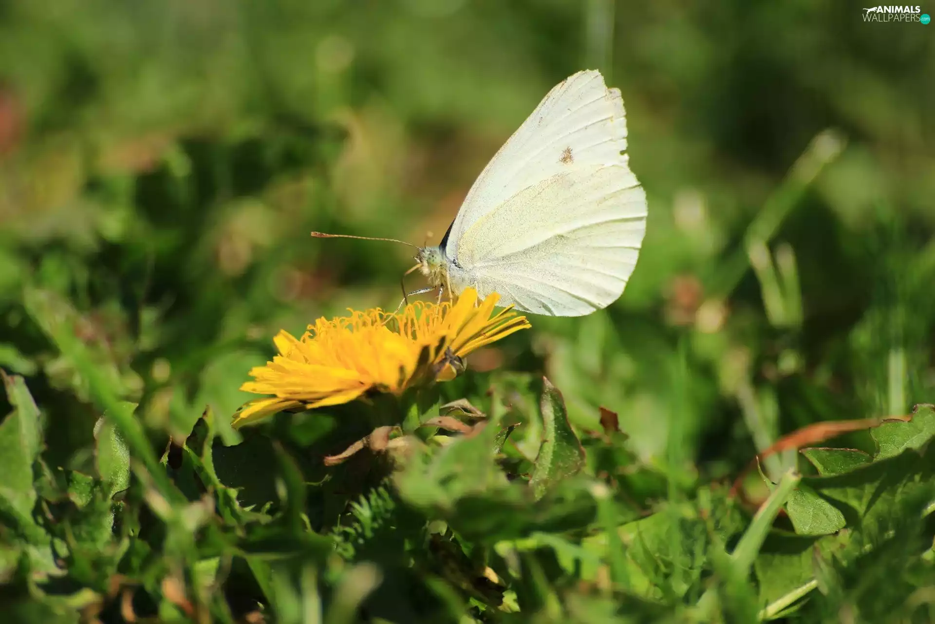 butterfly, Common Dandelion