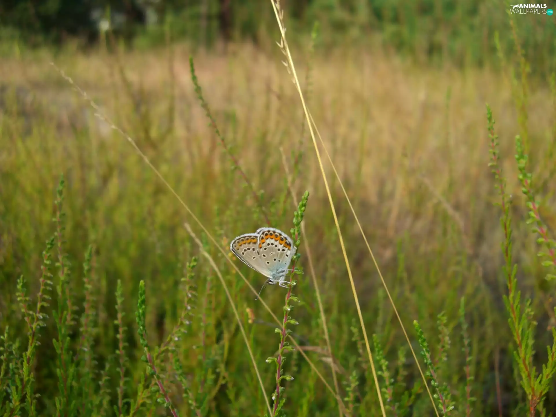 Dusky, blades, grass, butterfly