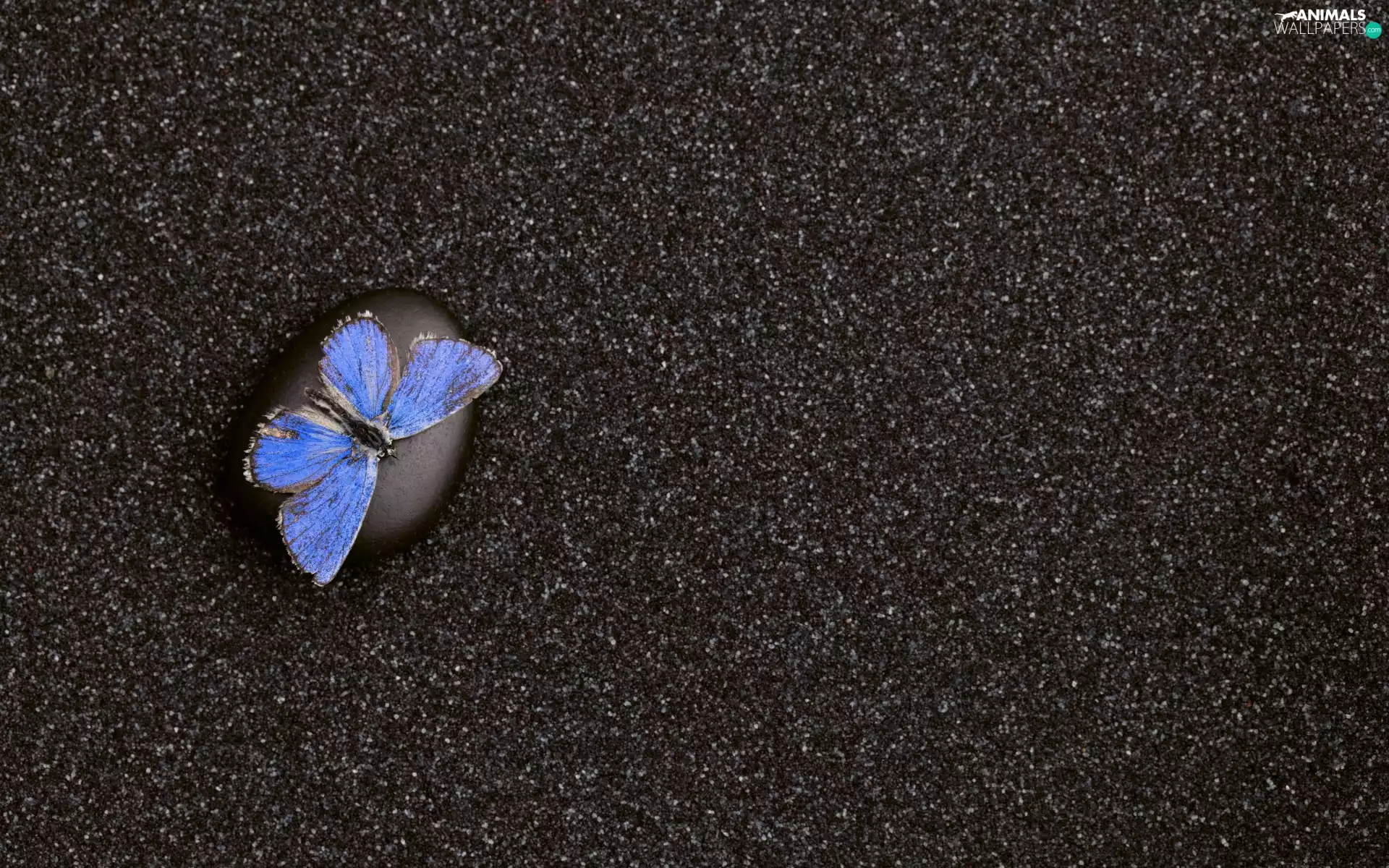 Dusky Icarus, Stone, butterfly