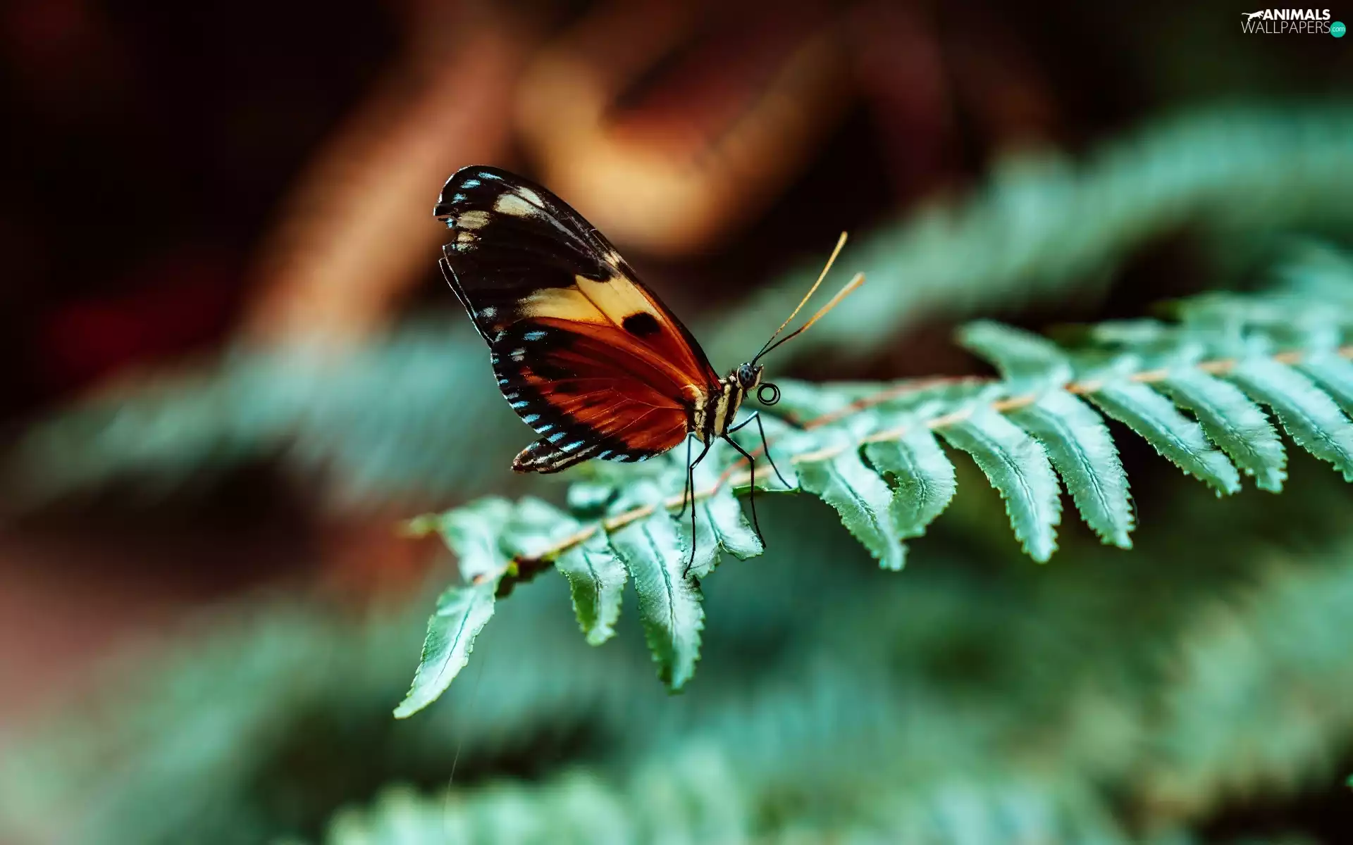 butterfly, leaf, Fern