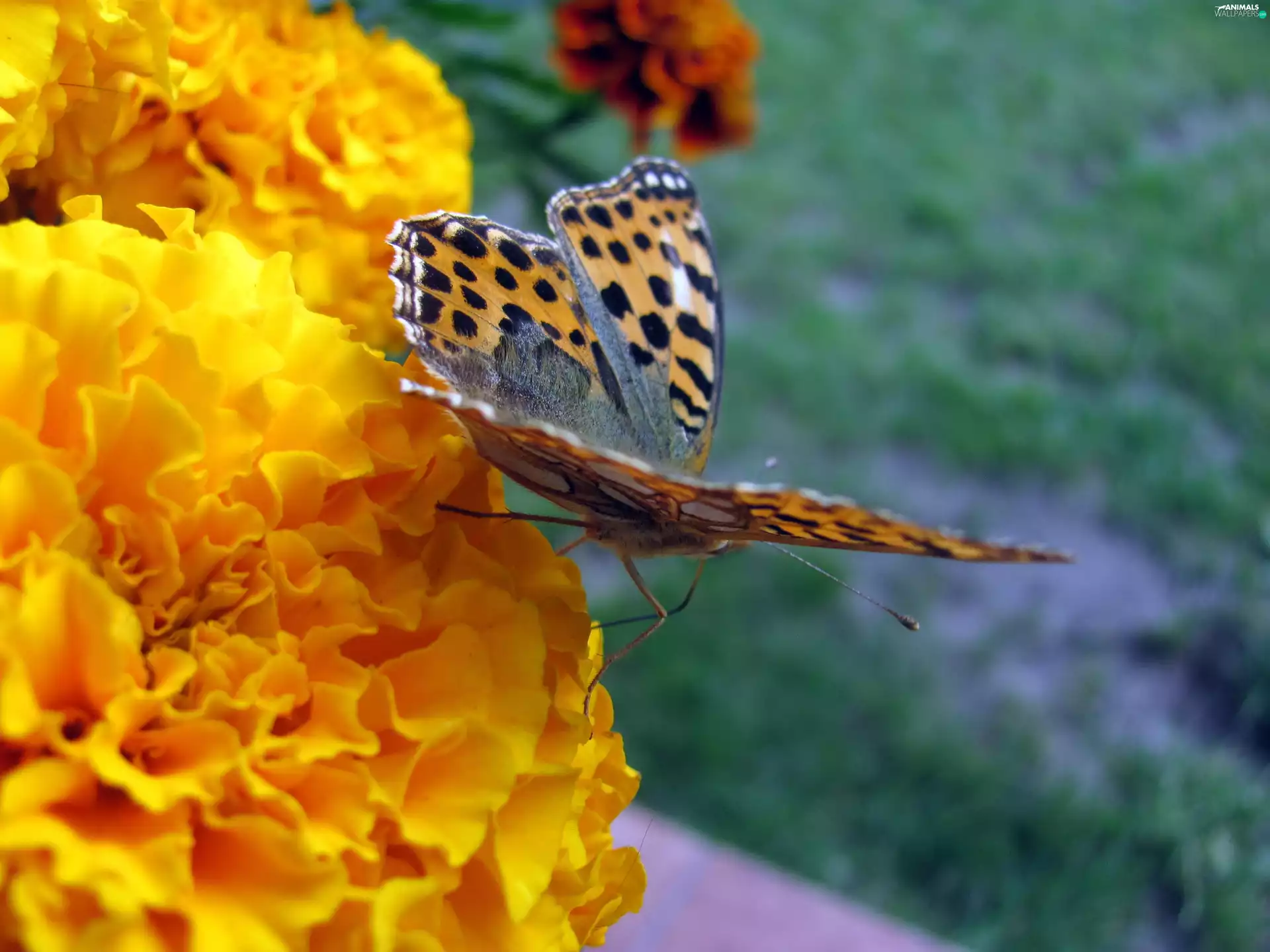 butterfly, Flower