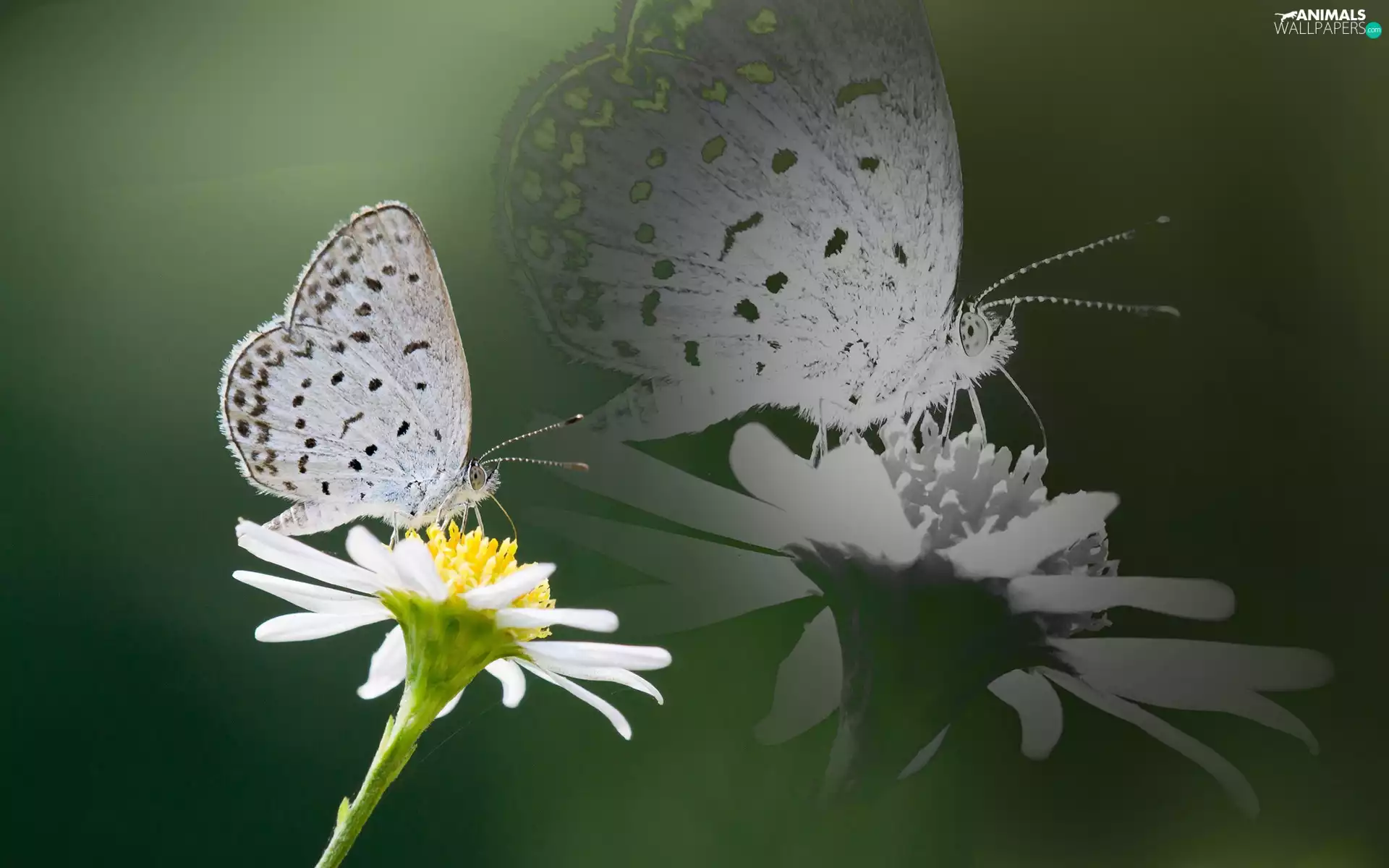 butterfly, Flower
