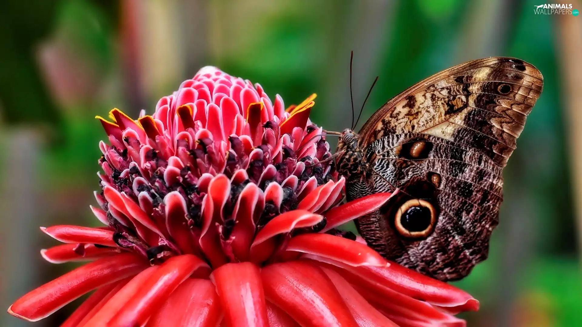 butterfly, Red, Flower