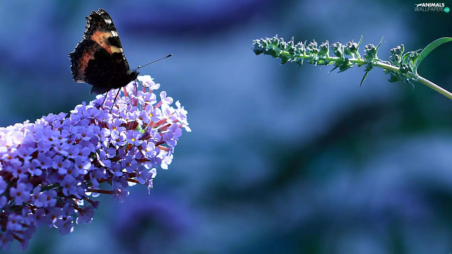 Buddleia, Red Admiral Butterfly, Colourfull Flowers