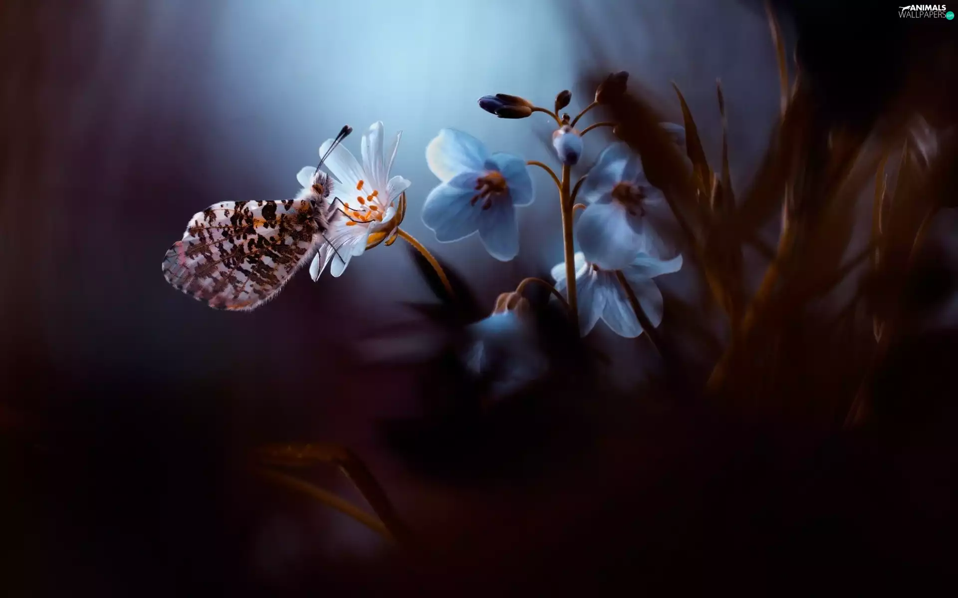 Flowers, fuzzy, background, butterfly