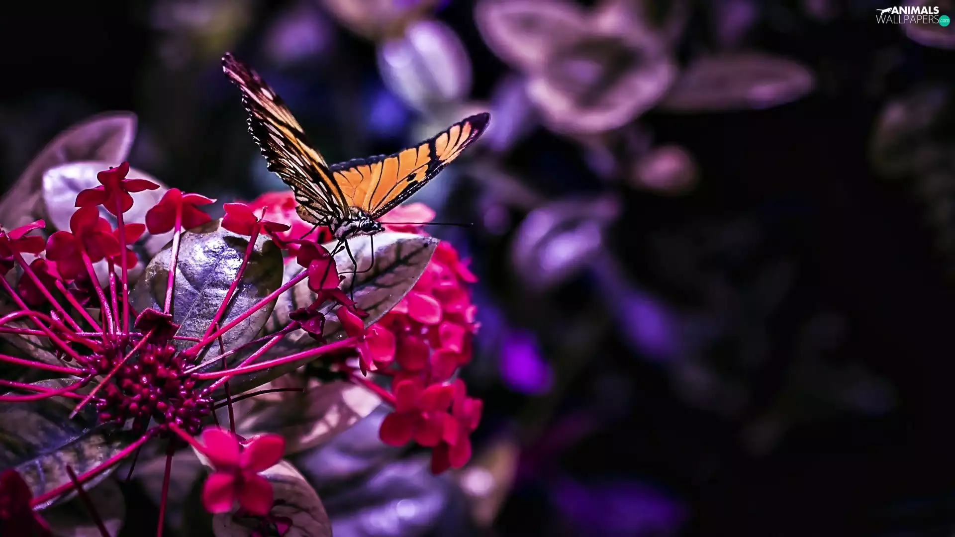 butterfly, Colourfull Flowers