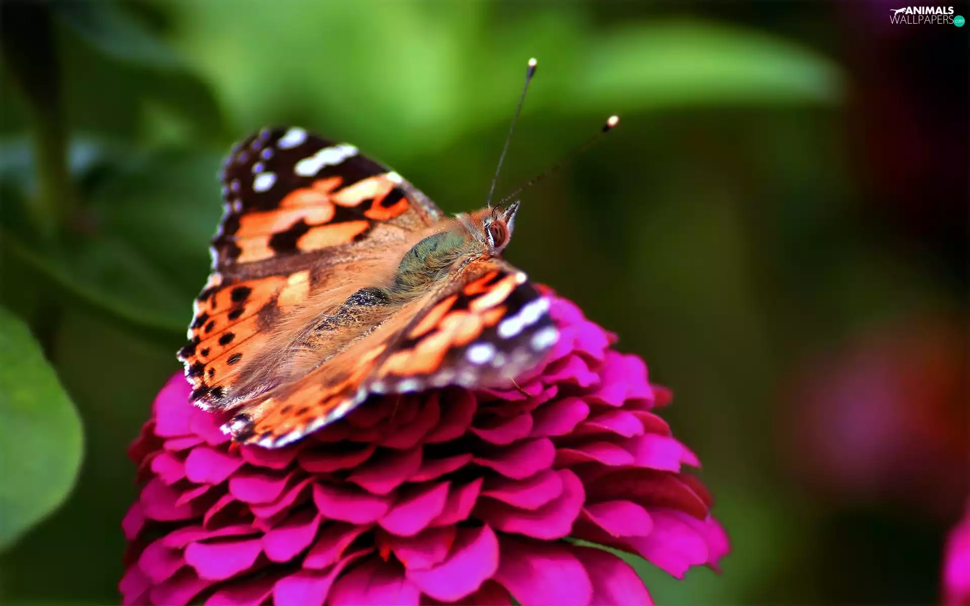 butterfly, Colourfull Flowers