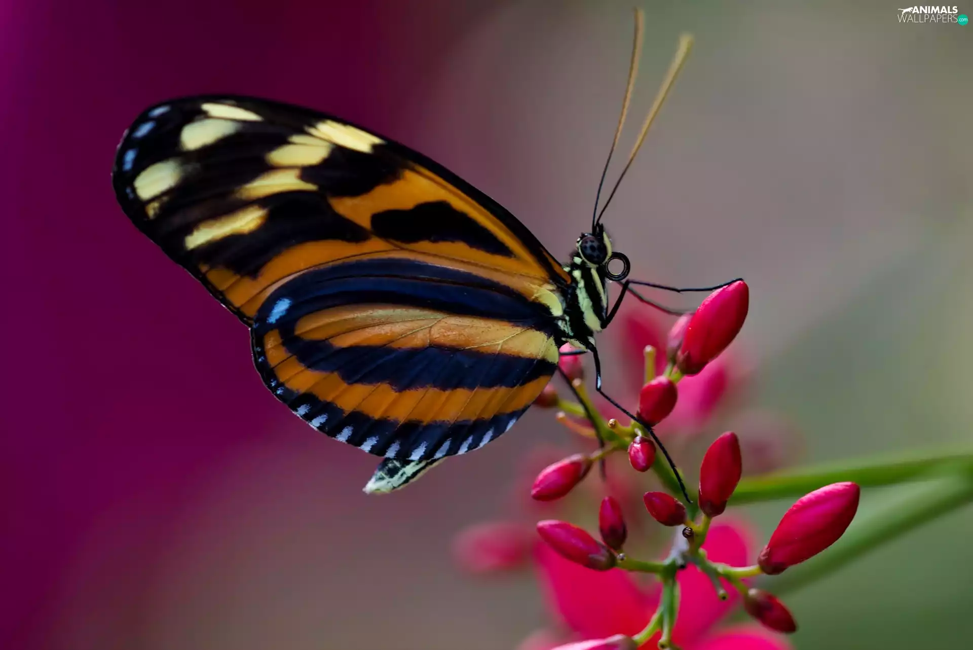 butterfly, Colourfull Flowers