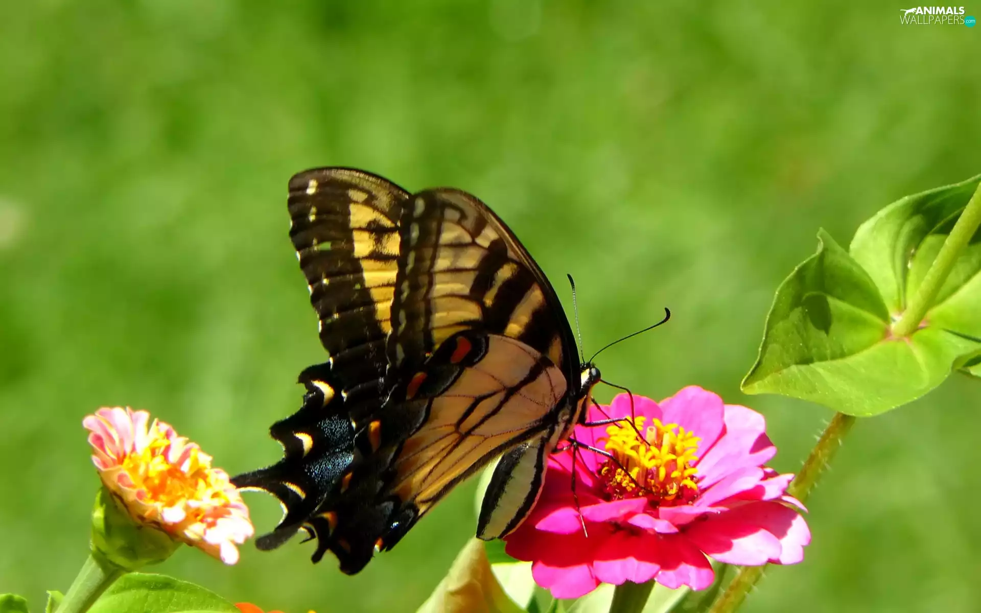 butterfly, Colourfull Flowers
