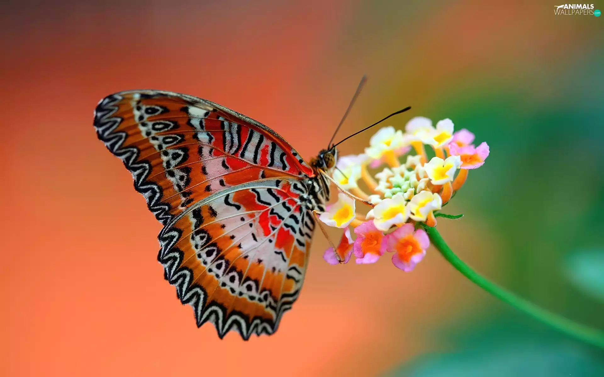 butterfly, Colourfull Flowers