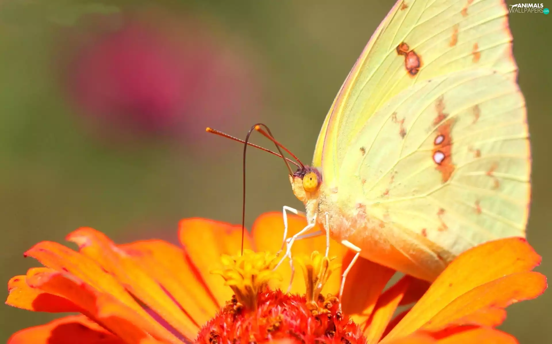 butterfly, Colourfull Flowers