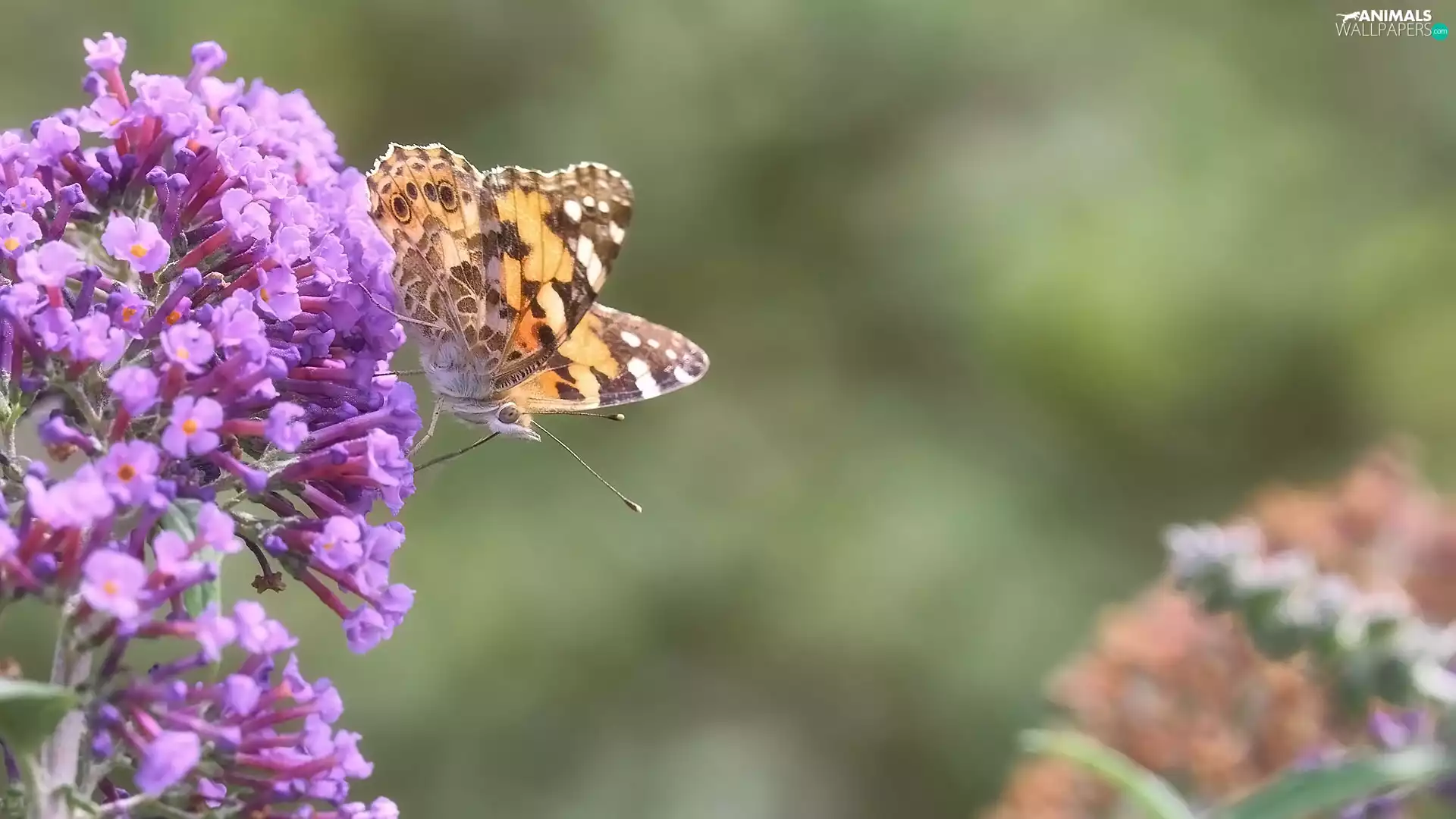 Flowers, Painted Lady, butterfly