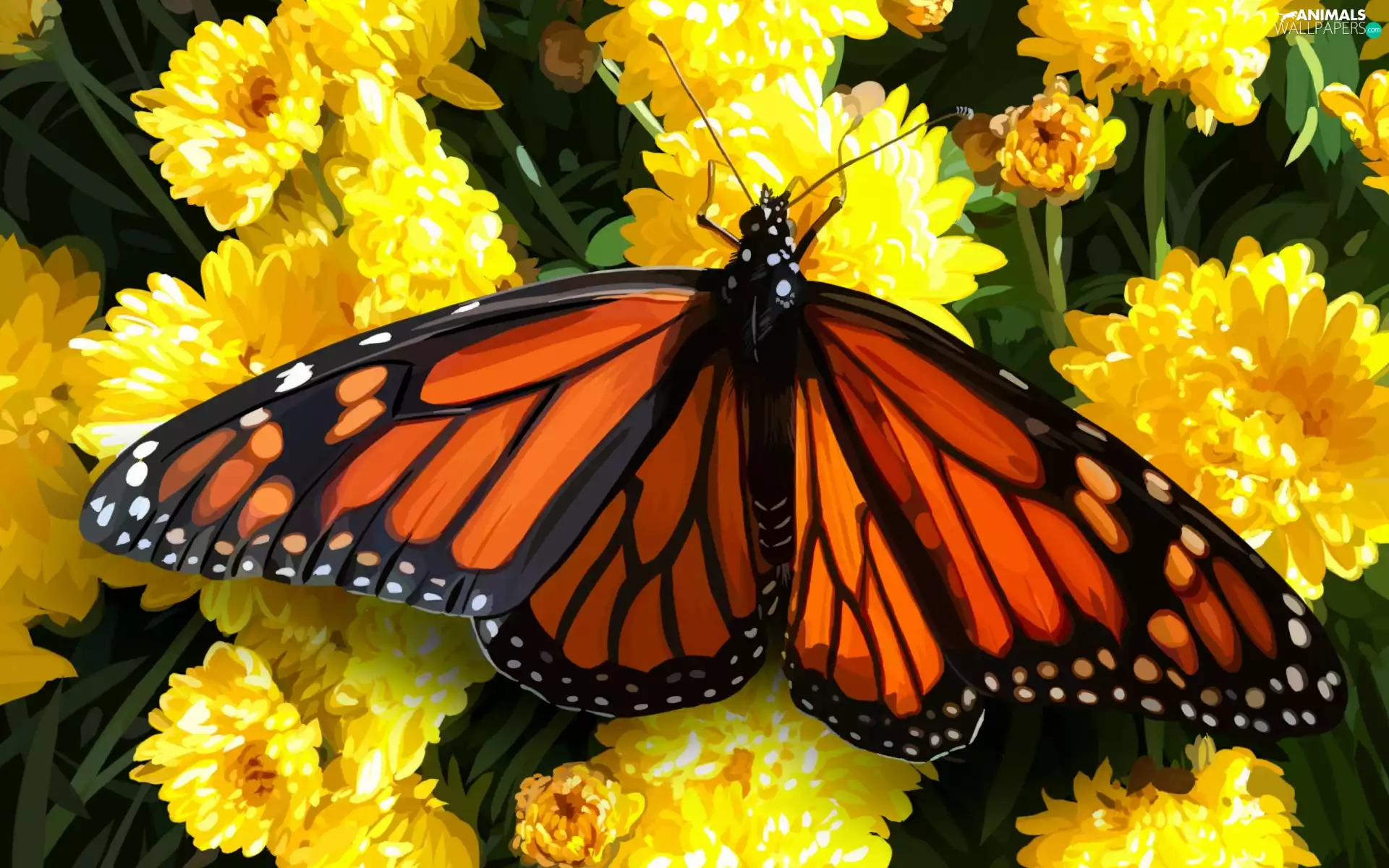 Flowers, picture, Monarch Butterfly