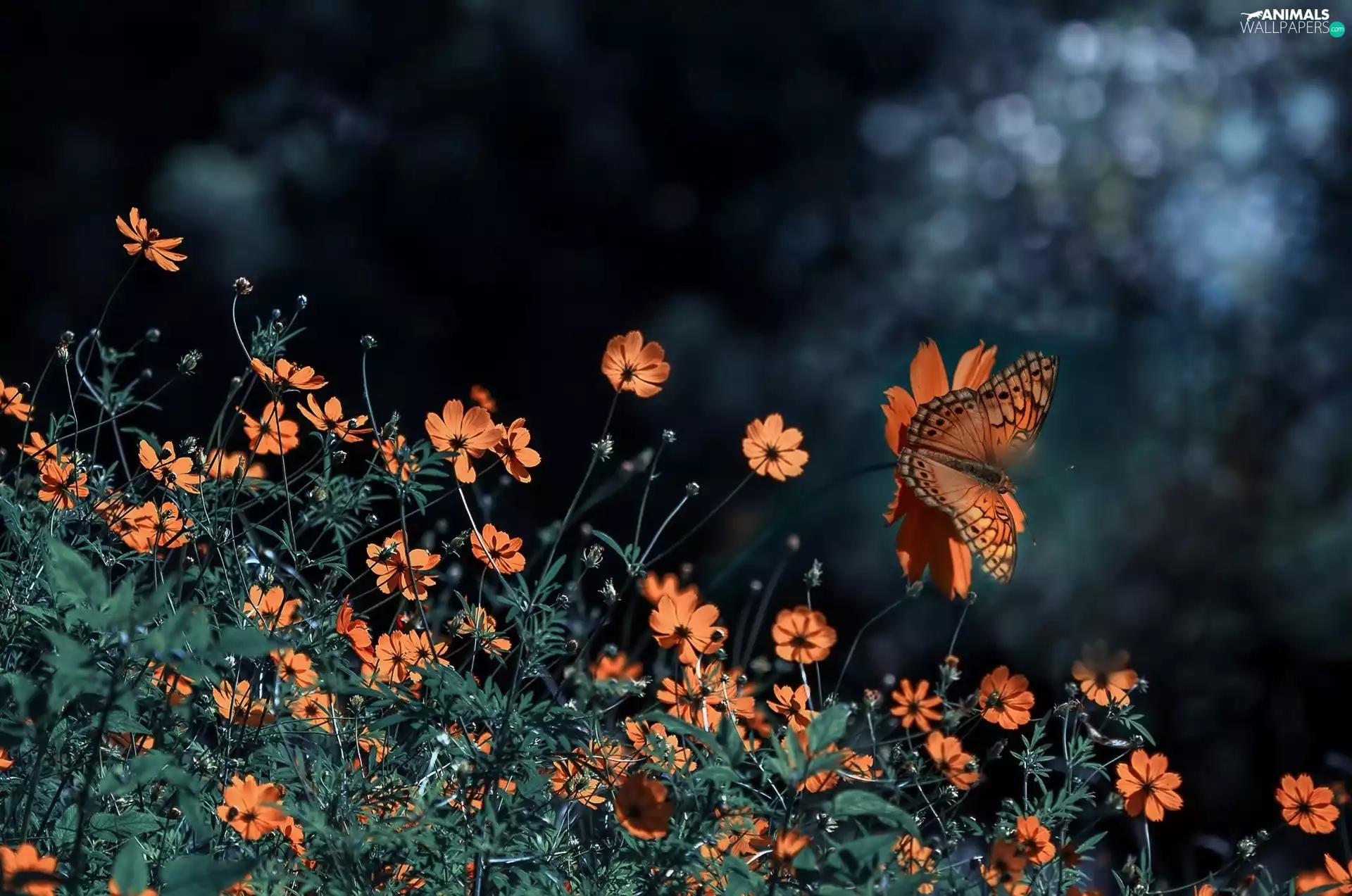 butterfly, Orange, Flowers
