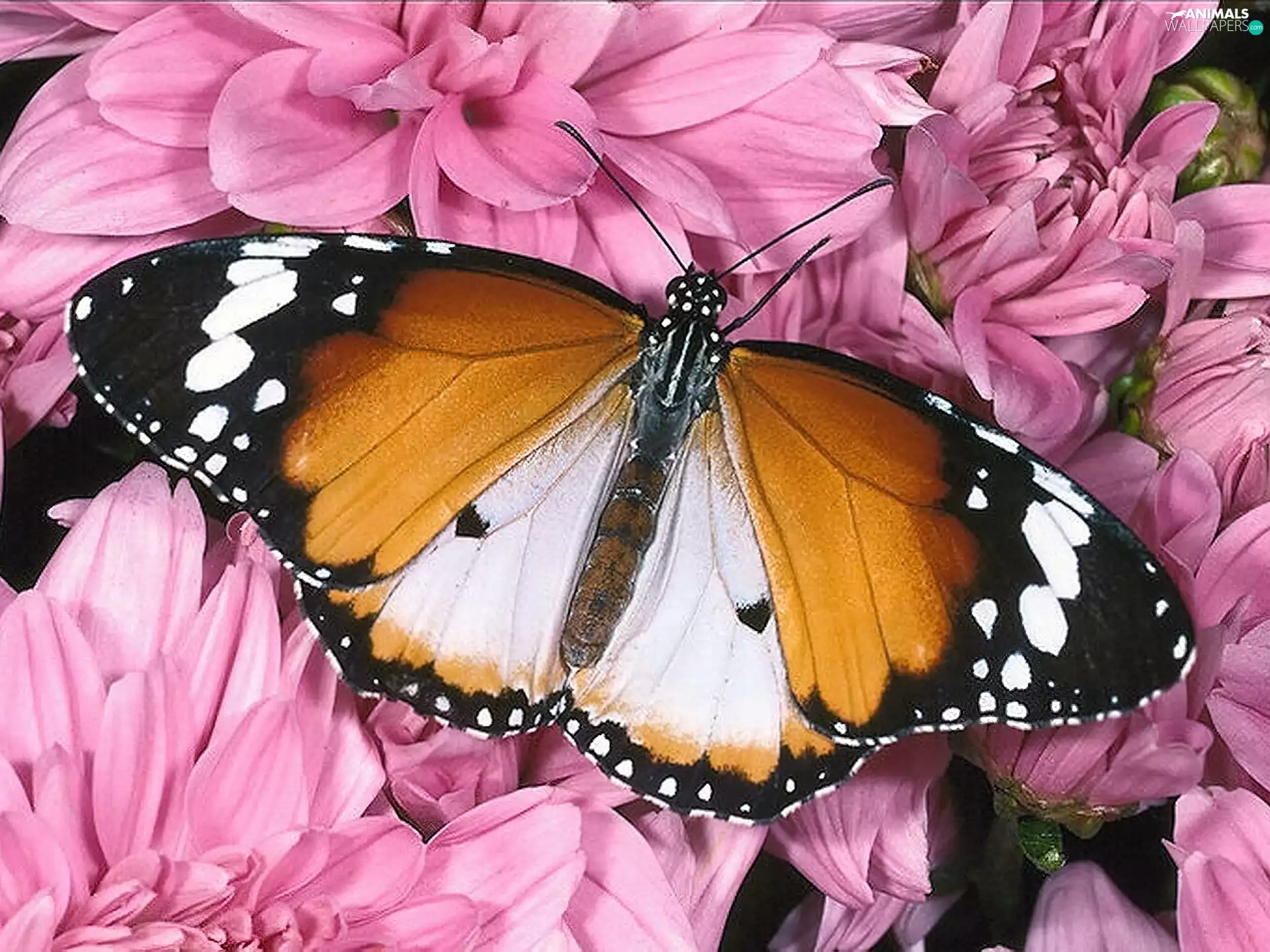 butterfly, Pink, Flowers