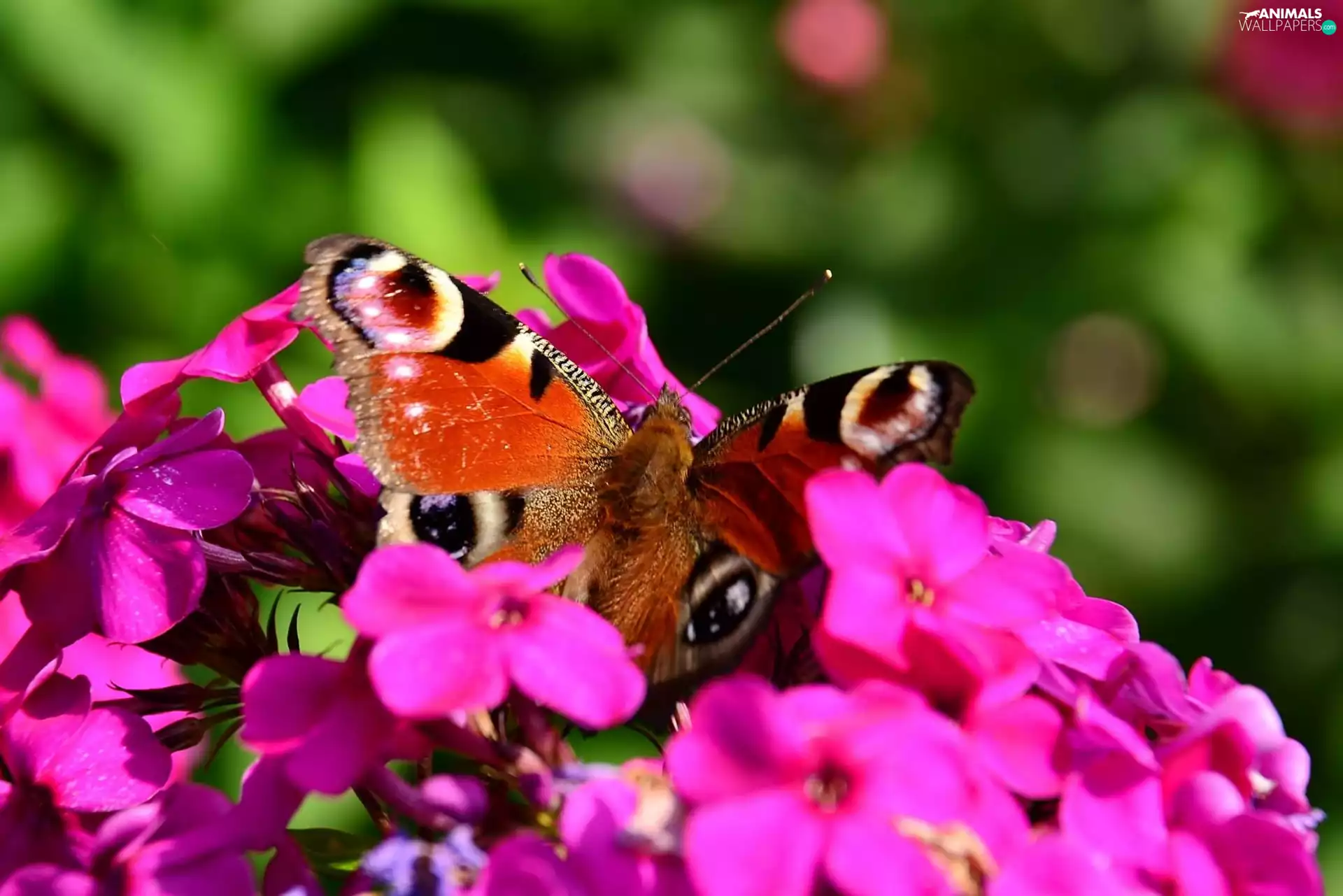 butterfly, purple, Flowers