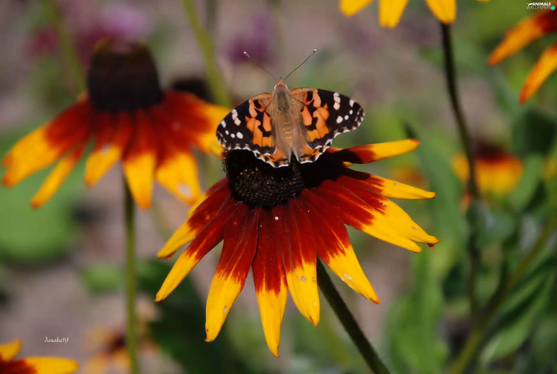 undine, Cardui, Rudbeckia, butterfly, Colourfull Flowers