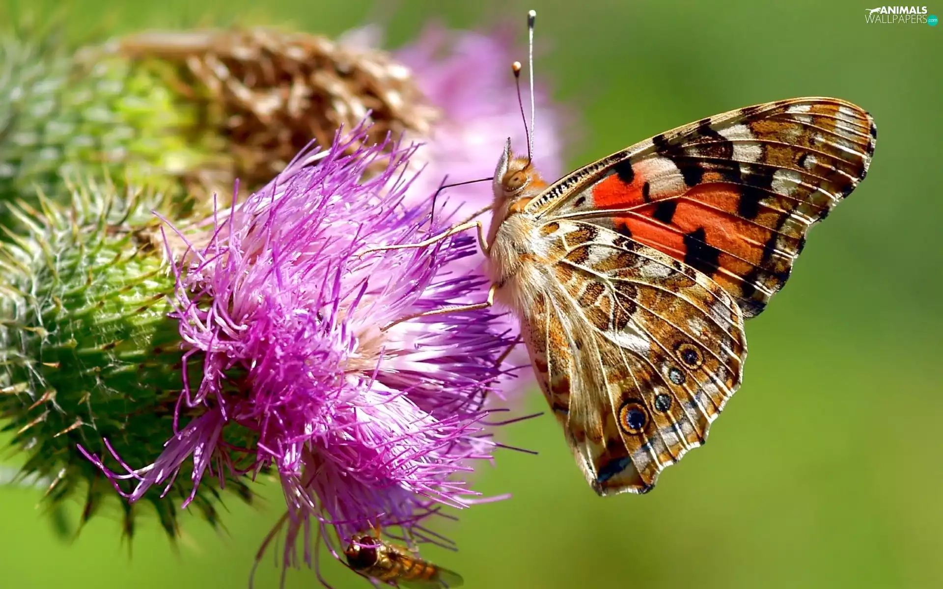undine, Cardui, thistle, butterfly, Colourfull Flowers