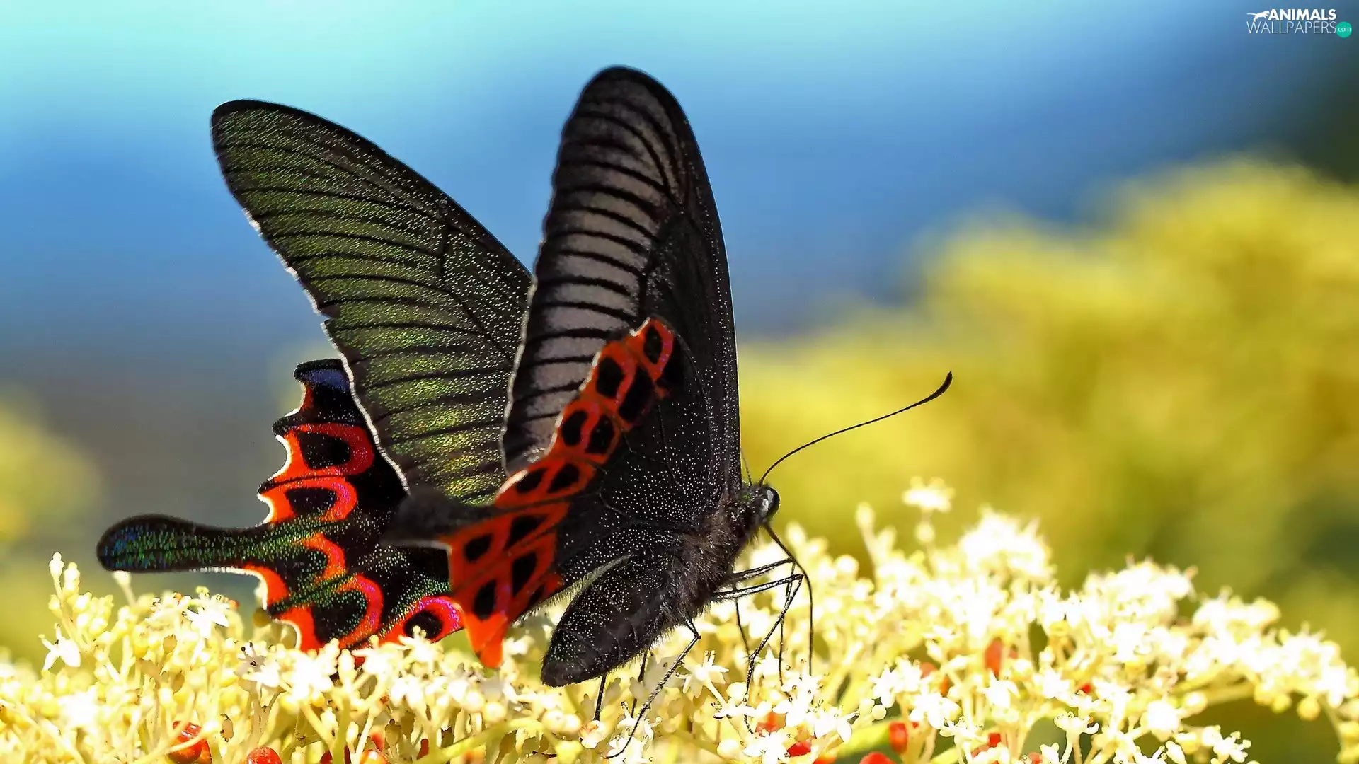 Red, butterfly, Flowers, black, White