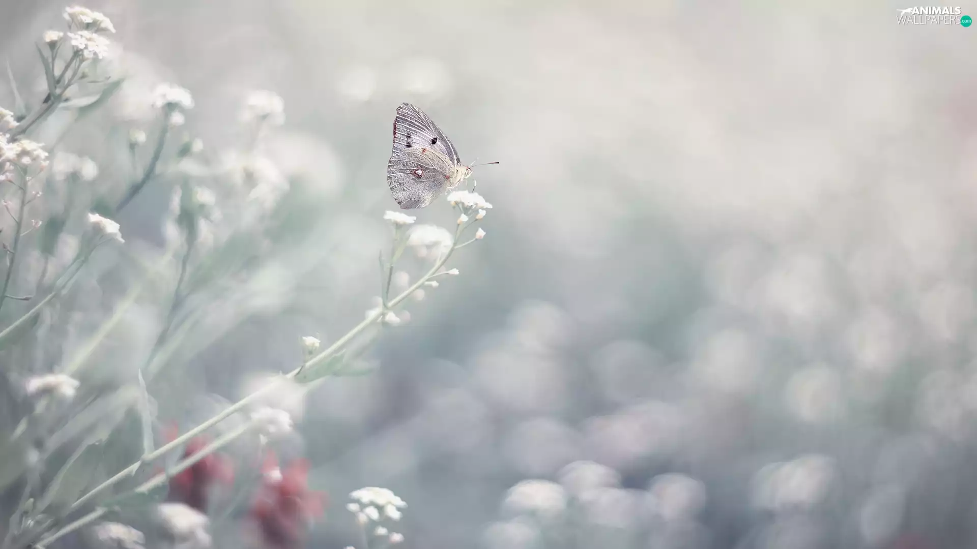 butterfly, White, Flowers