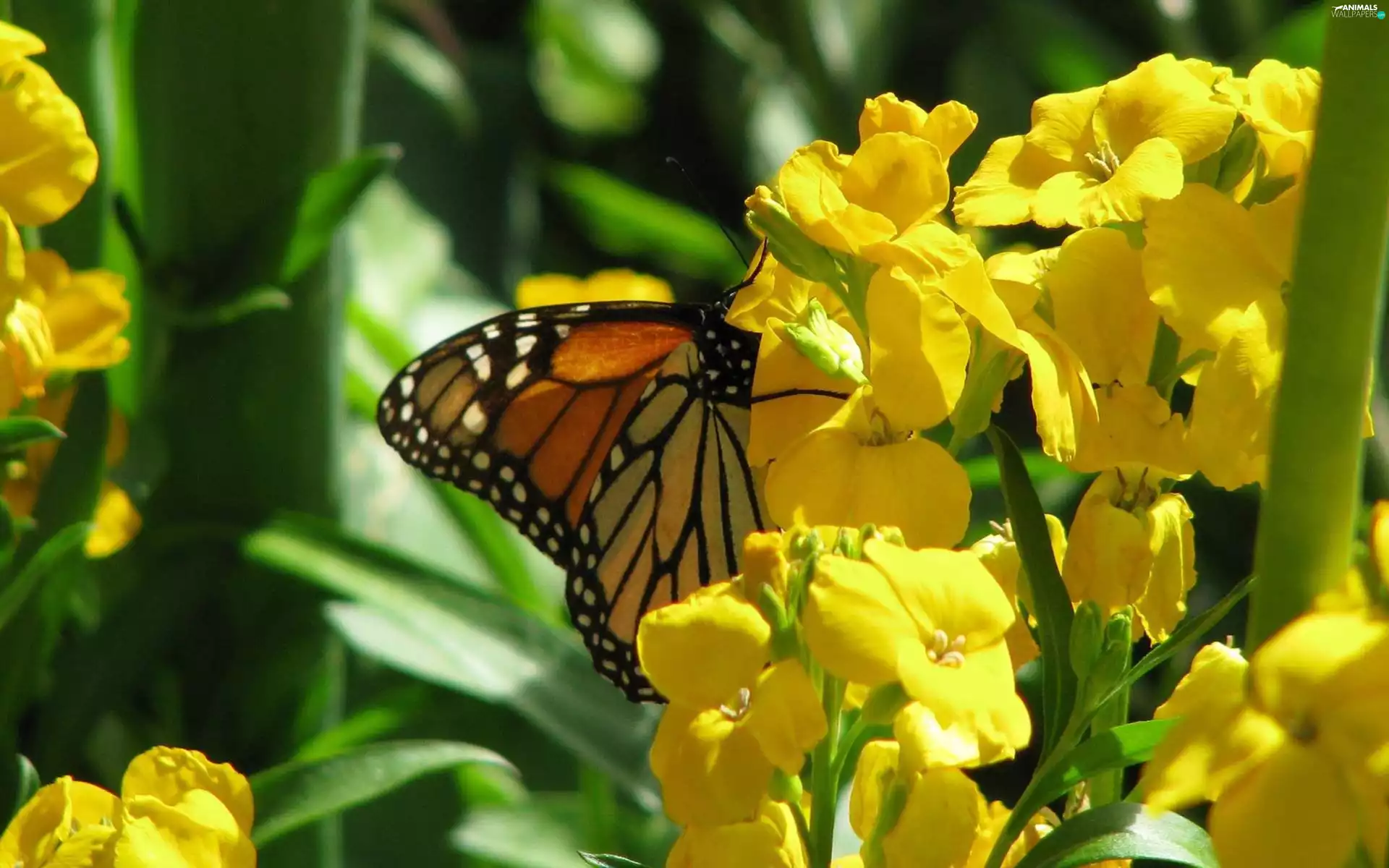 butterfly, Yellow, Flowers
