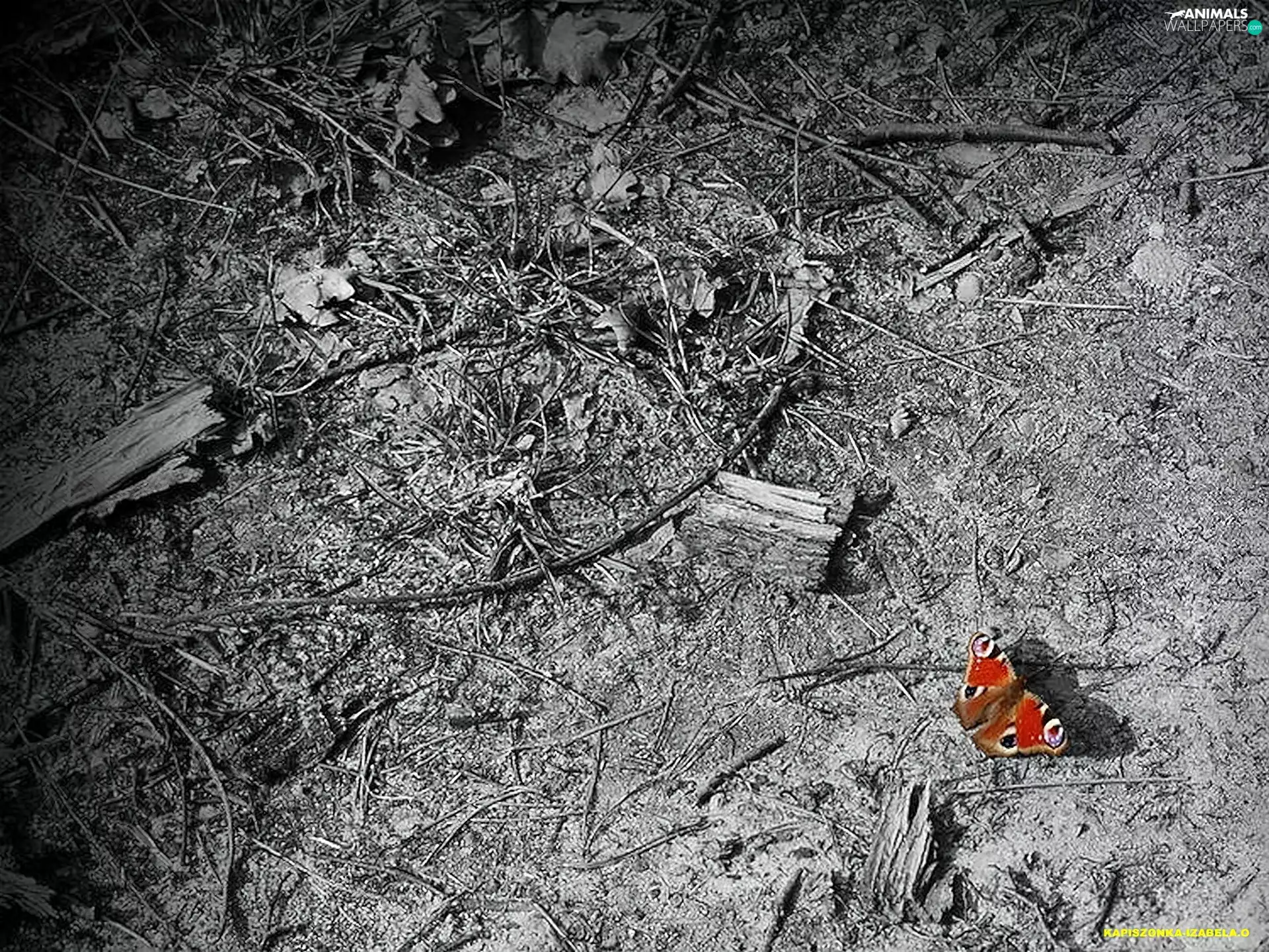 butterfly, fleece, forester