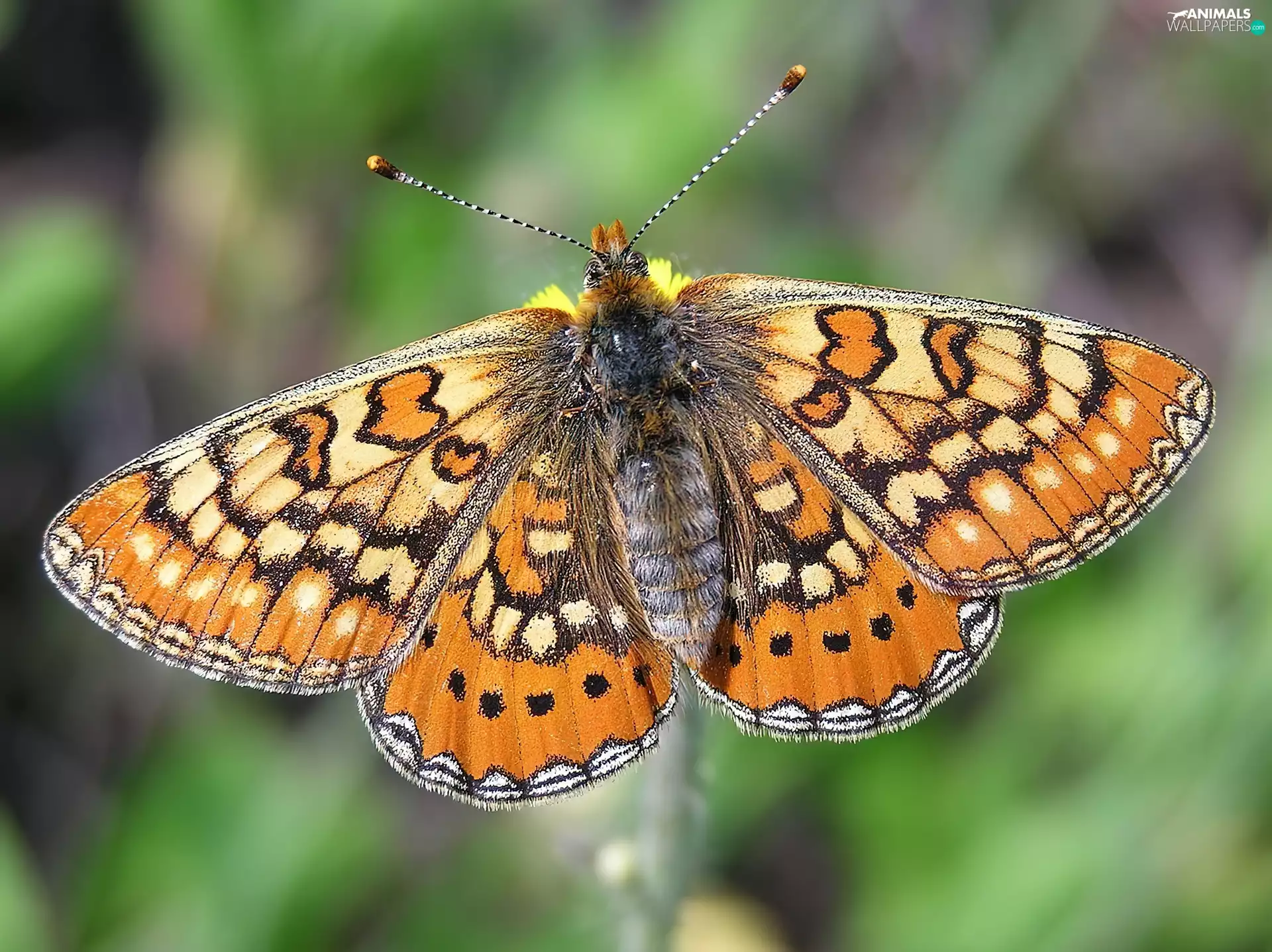 butterfly, Marsh Fritillary