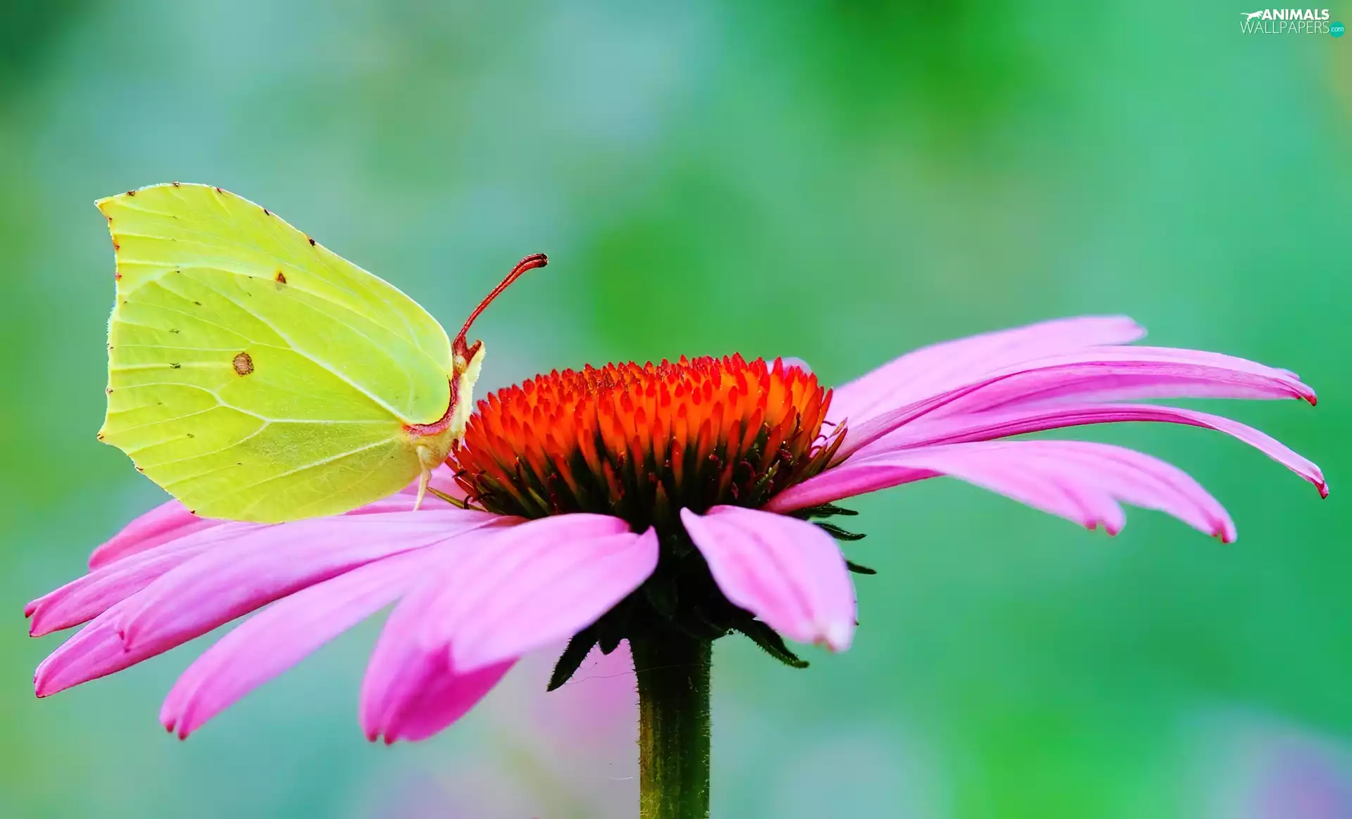 Gerbera, butterfly, Brimstone Butterfly