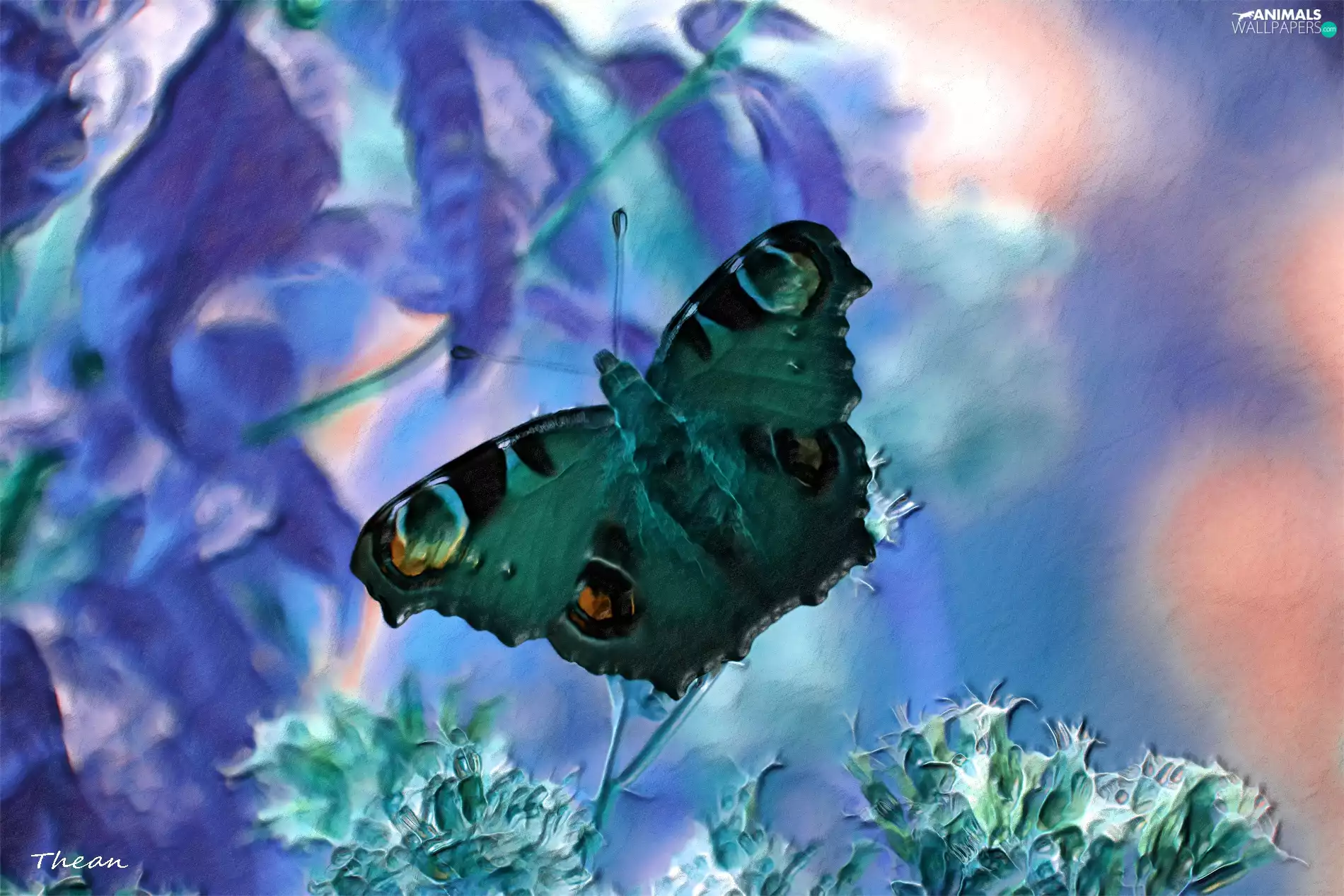 butterfly, graphics
