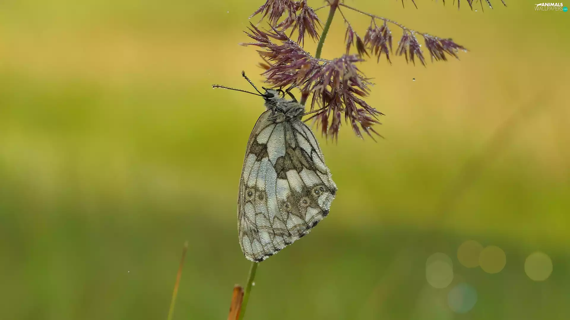 grass, marbled chessboard, butterfly