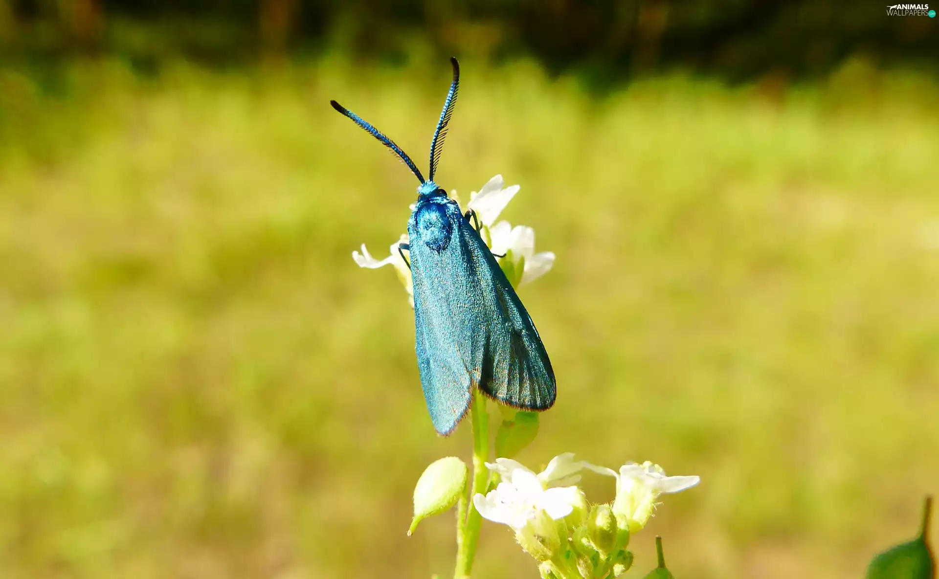 Green Forester, Insect, butterfly