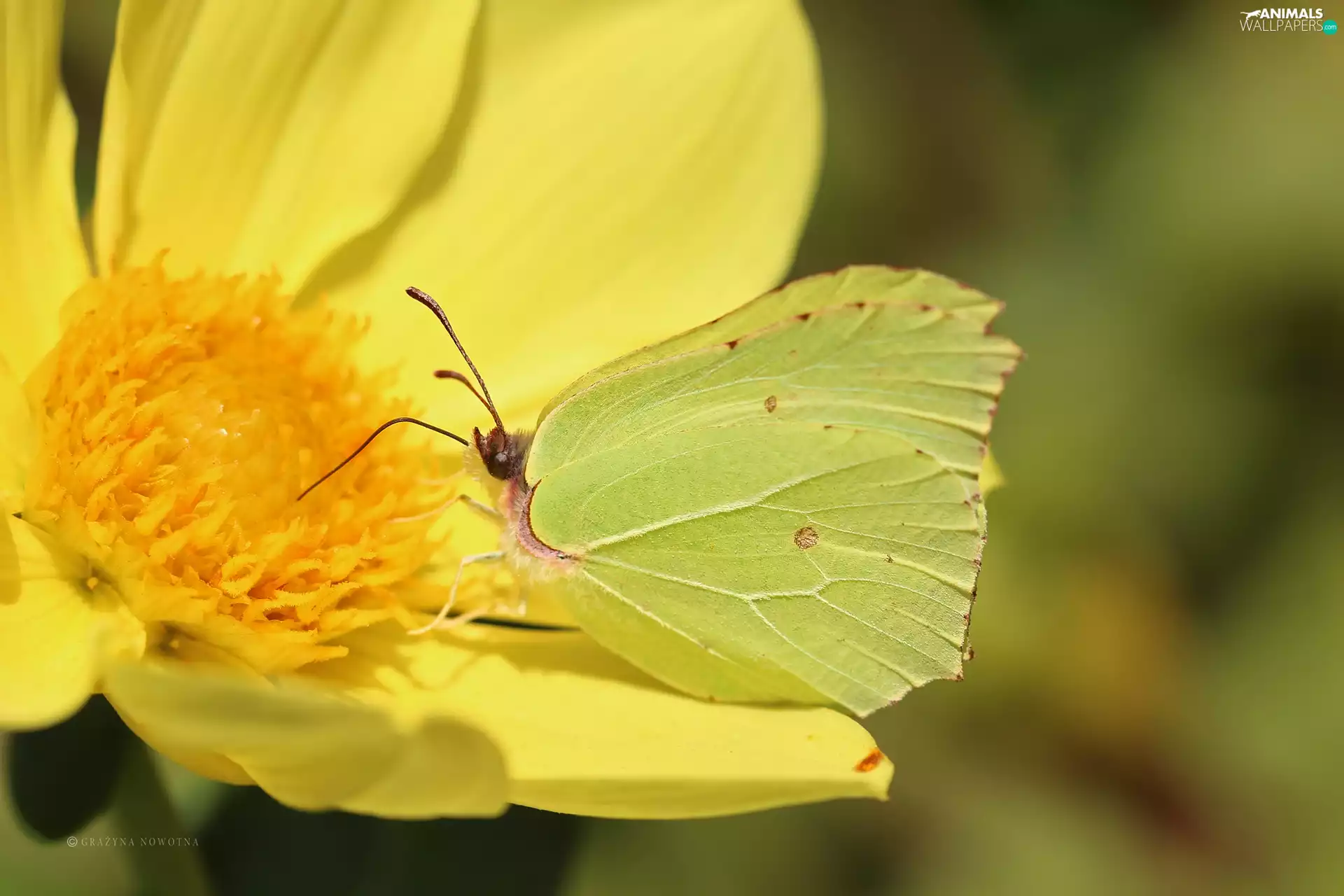 Insect, butterfly, Brimstone Butterfly