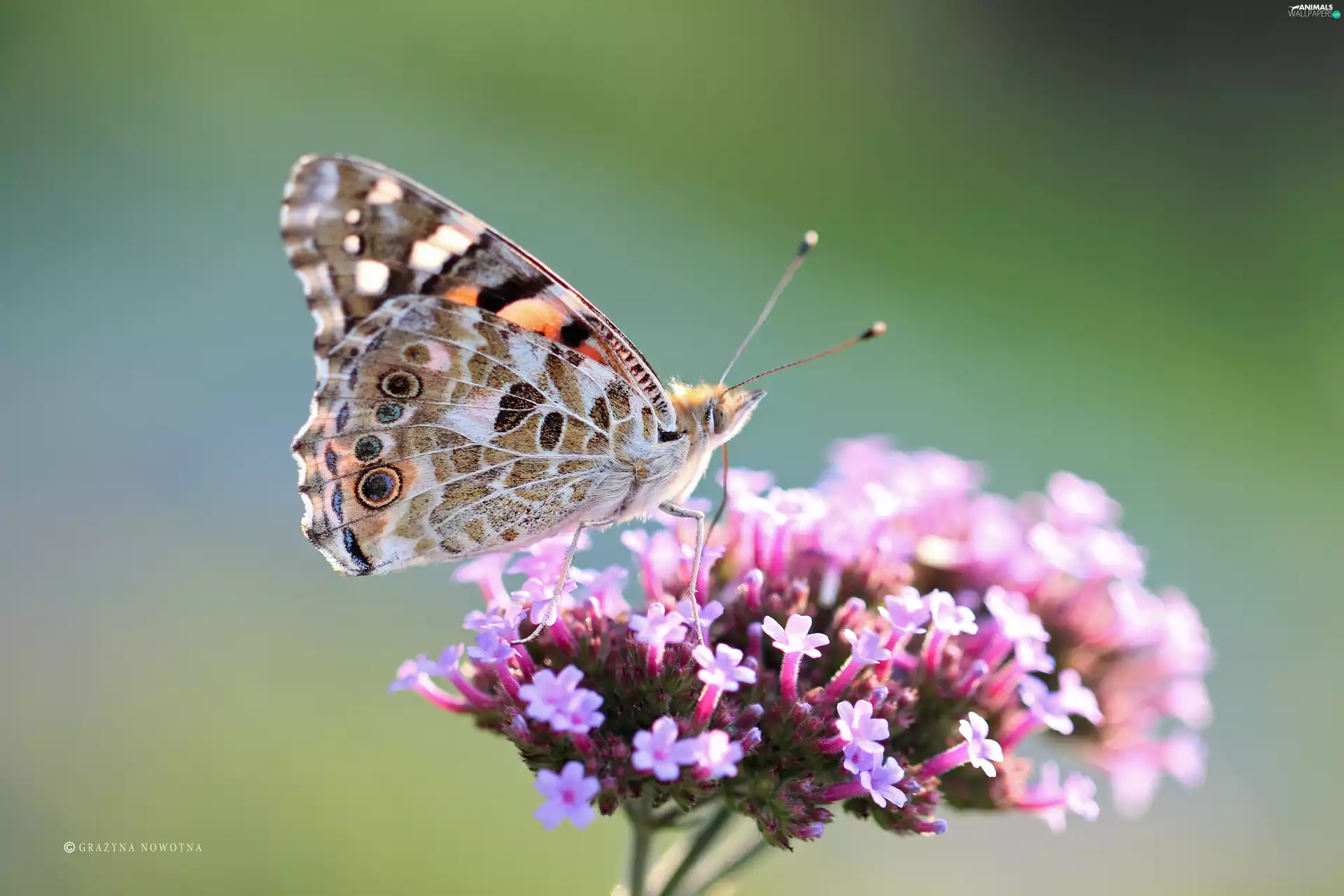 Insect, Painted Lady, butterfly