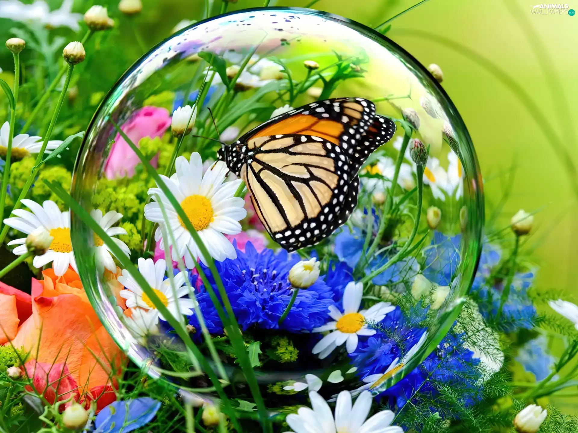 composition, butterfly, interesting eyes, Flowers