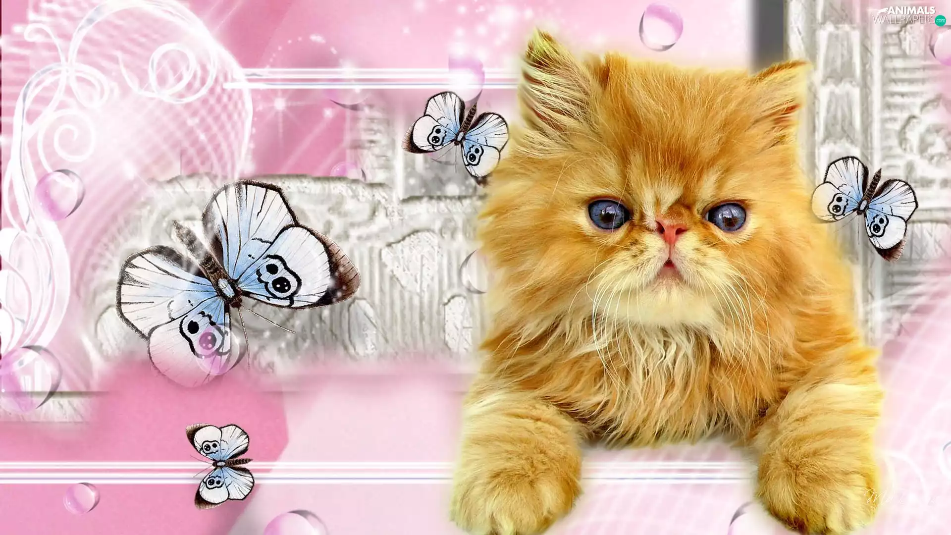 butterfly, ginger, kitten