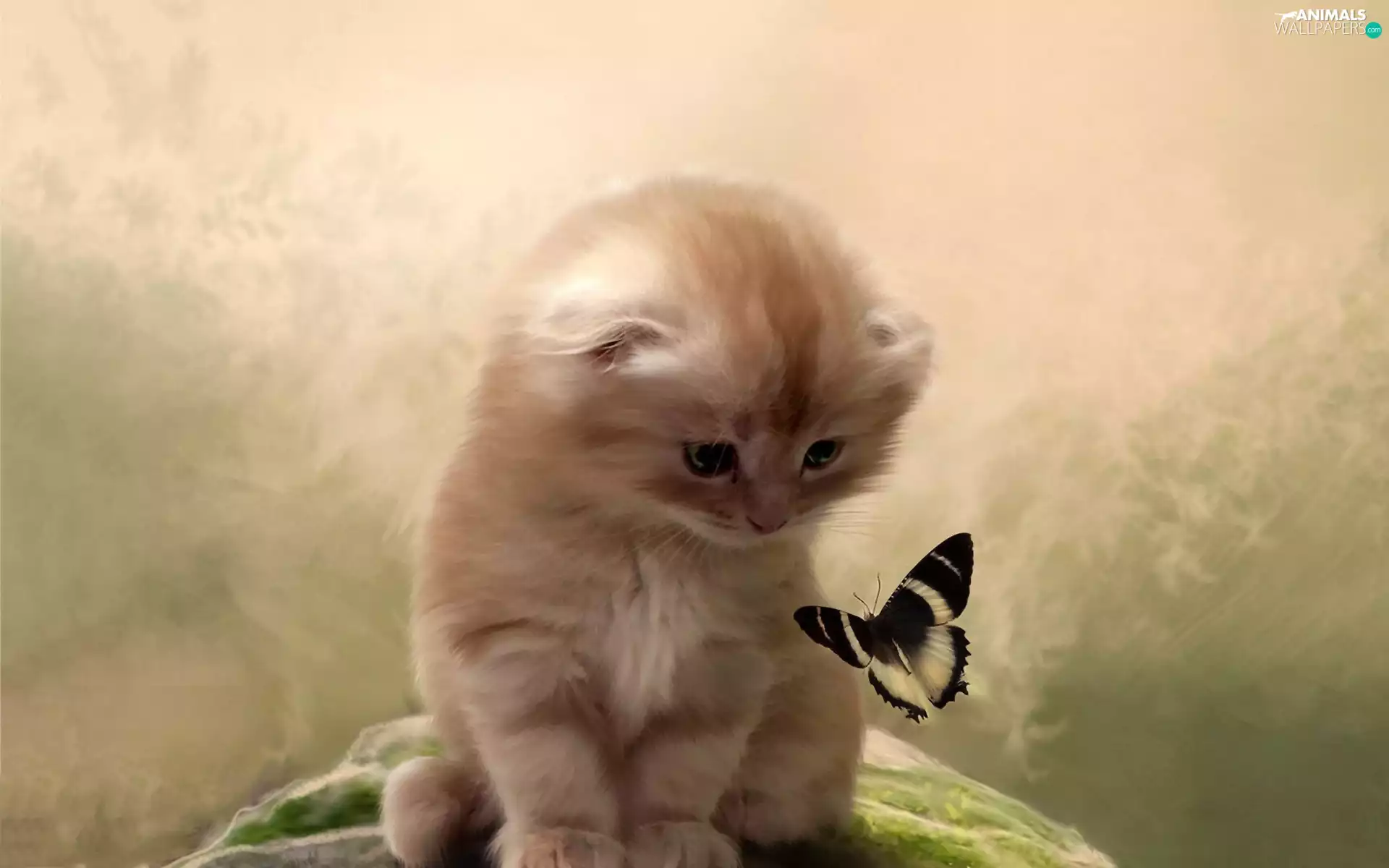 butterfly, small, kitten