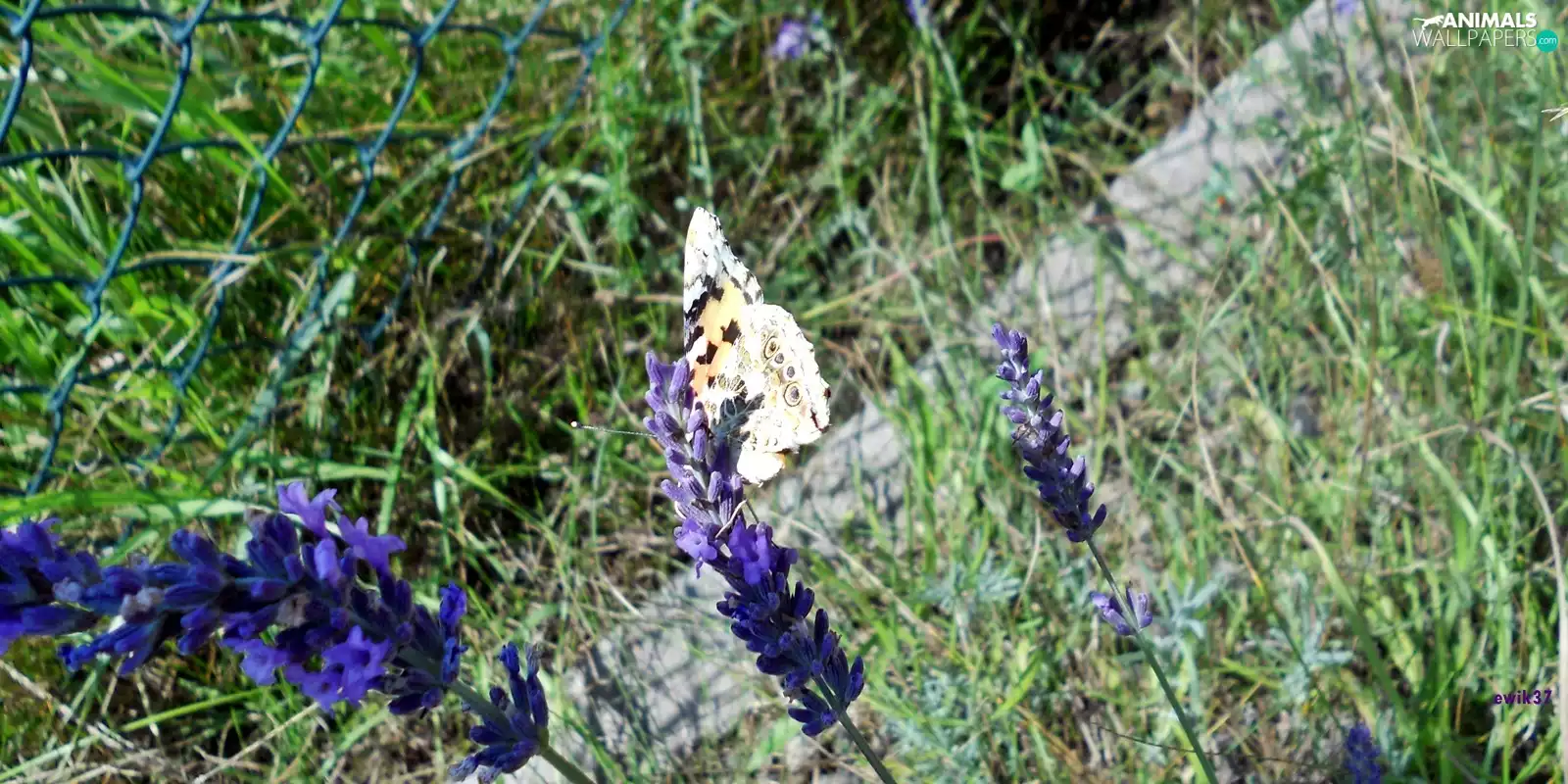 butterfly, lavender