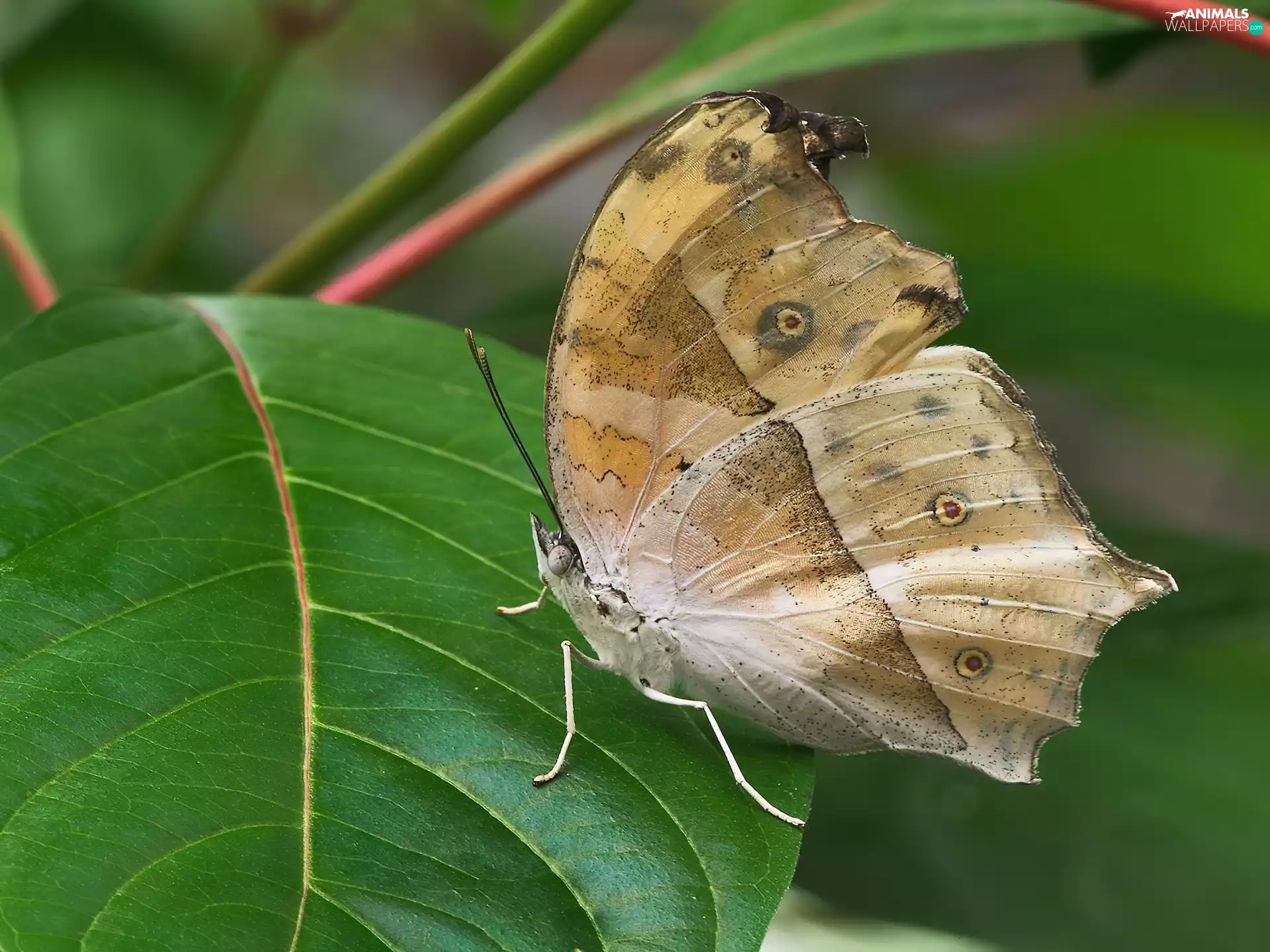 butterfly, leaf